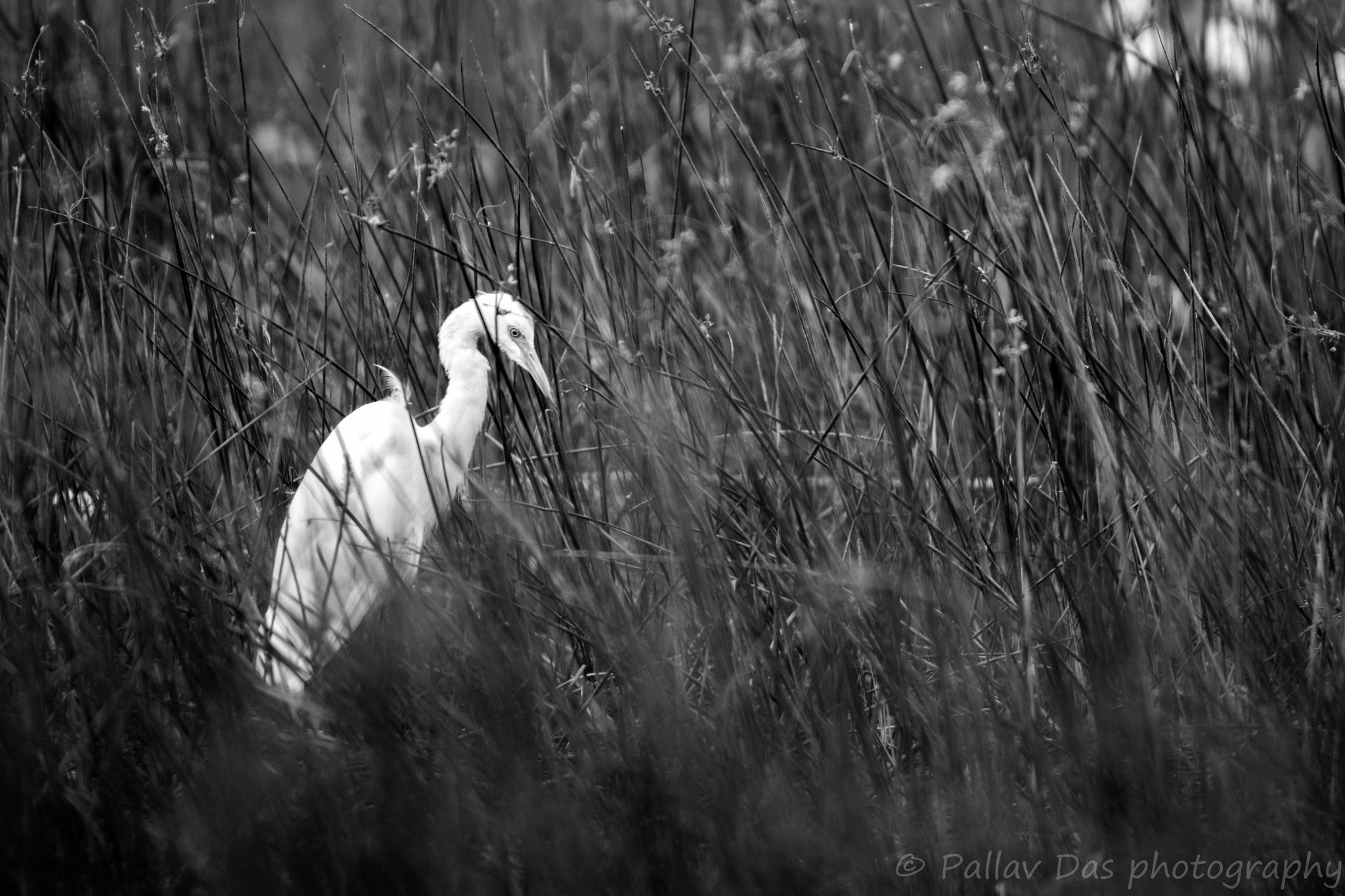 Nikon D5300 sample photo. Egret in marshland photography