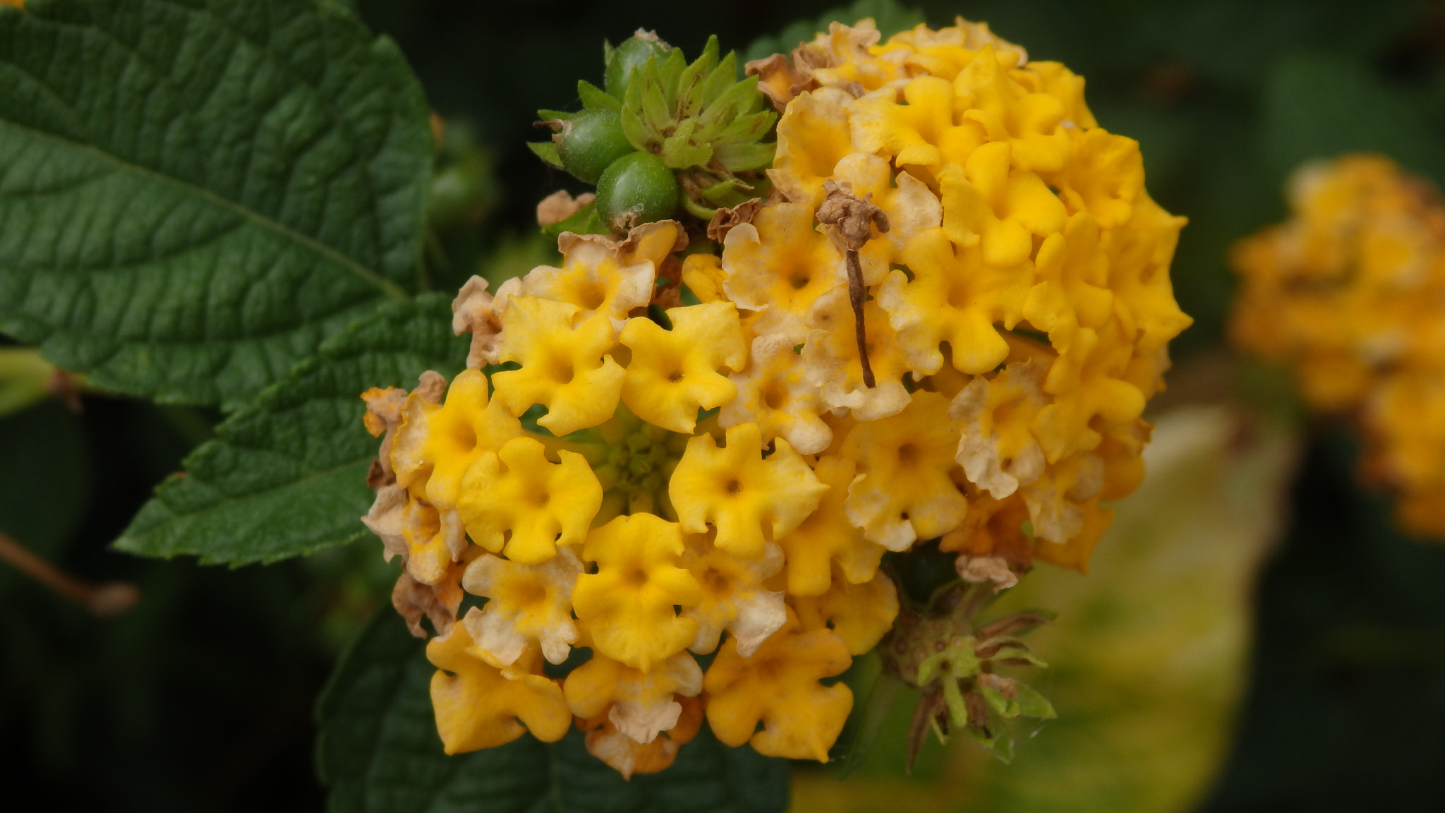 Olympus SZ-16,DZ-105 sample photo. Yellow photography