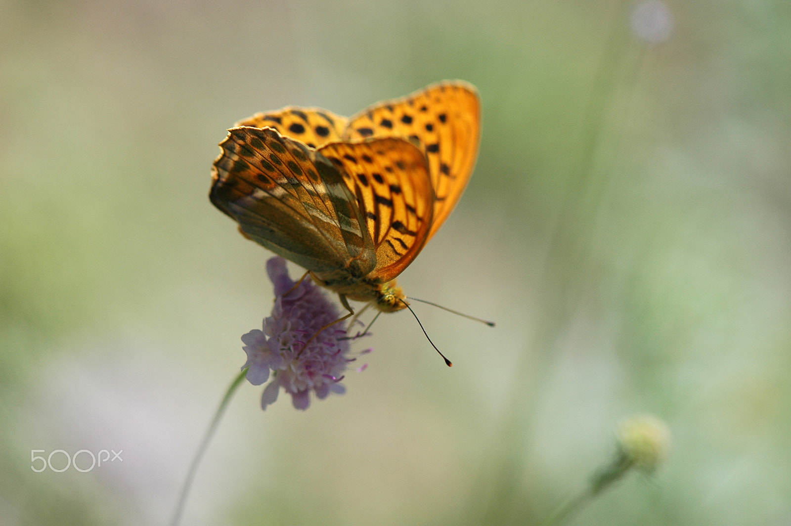 Nikon D70 sample photo. Charmingness photography