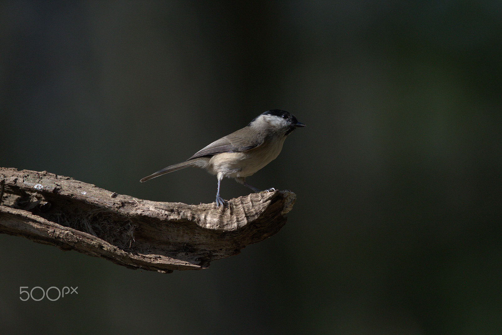Canon EF 300mm F2.8L IS USM sample photo. Waiting photography