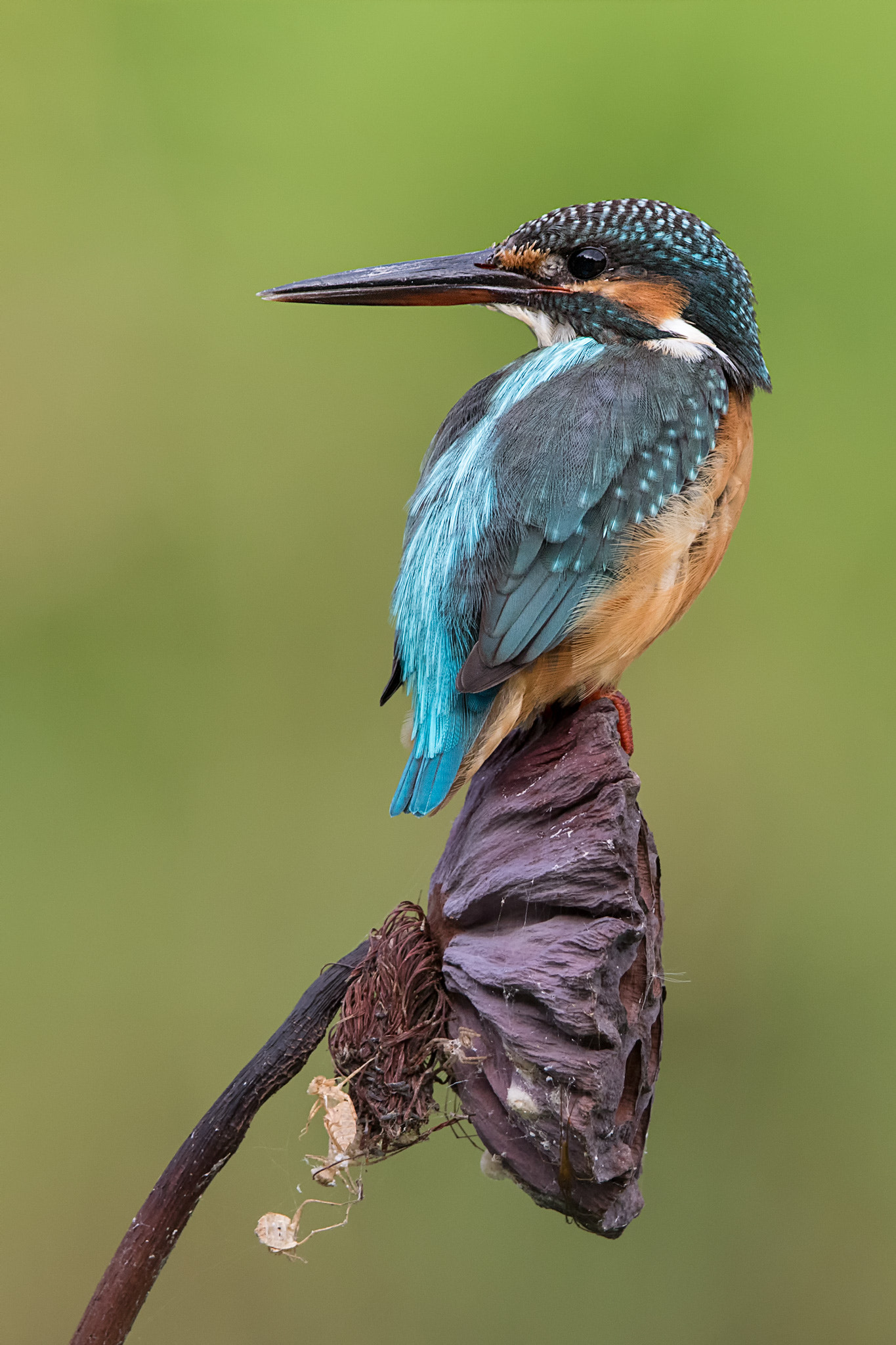 Canon EF 400mm F2.8L IS II USM sample photo. Nature beauty! photography