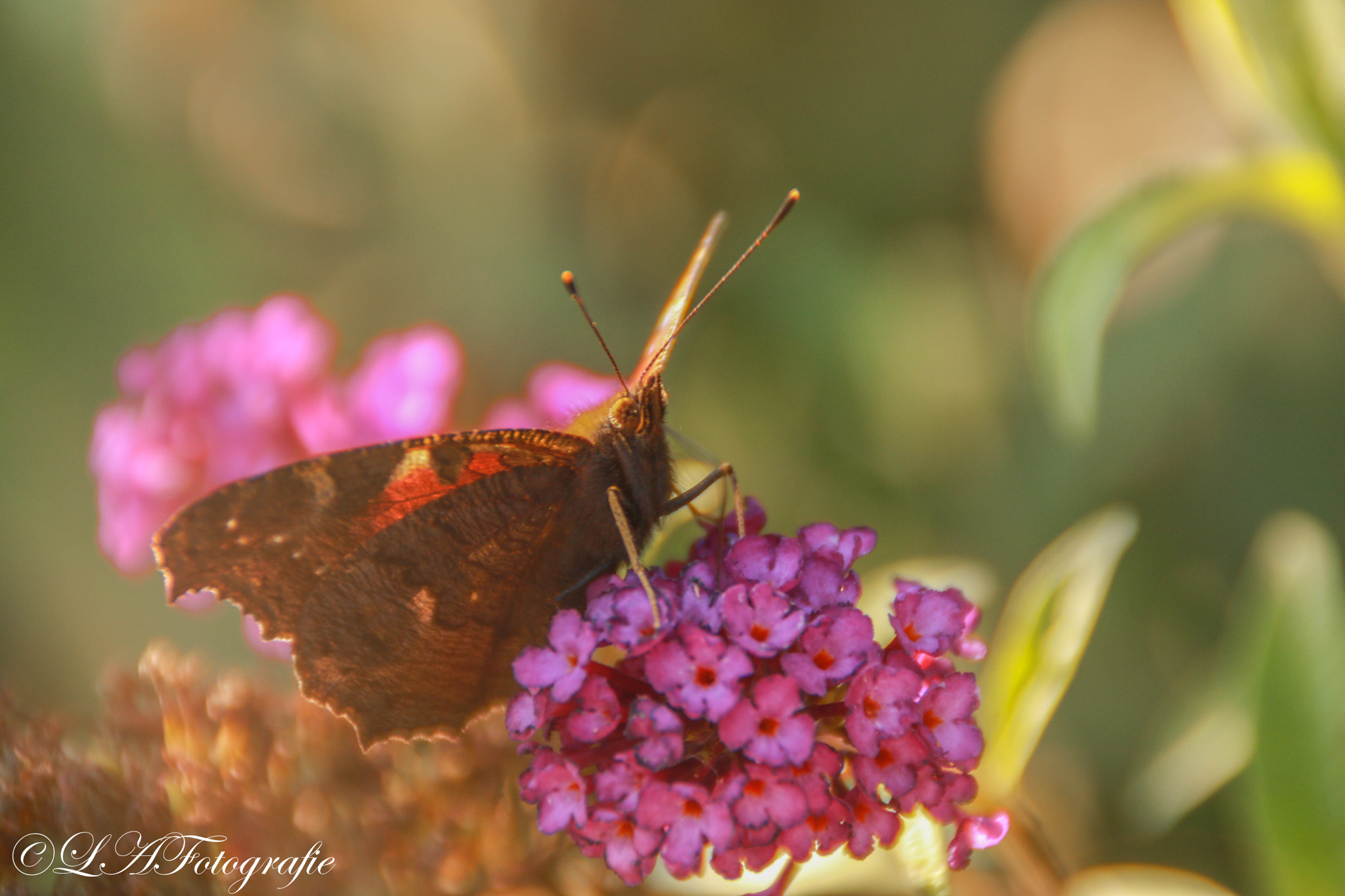 Canon EOS 760D (EOS Rebel T6s / EOS 8000D) + Tamron AF 18-200mm F3.5-6.3 XR Di II LD Aspherical (IF) Macro sample photo. Butterfly photography