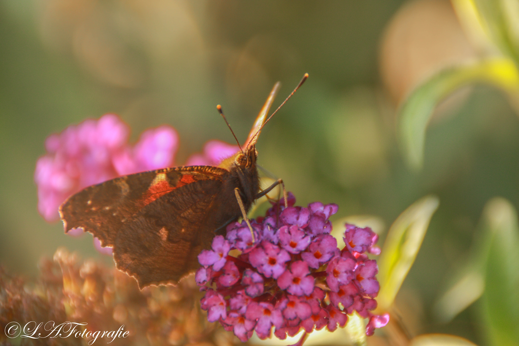 Canon EOS 760D (EOS Rebel T6s / EOS 8000D) sample photo. Butterfly photography