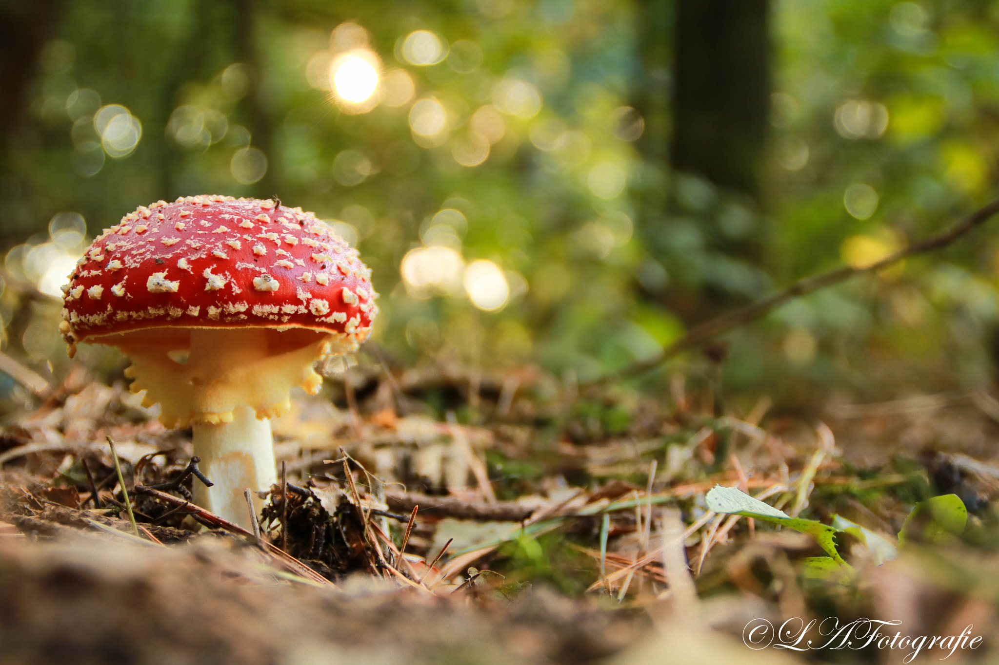 Canon EOS 760D (EOS Rebel T6s / EOS 8000D) sample photo. Red mushroom photography