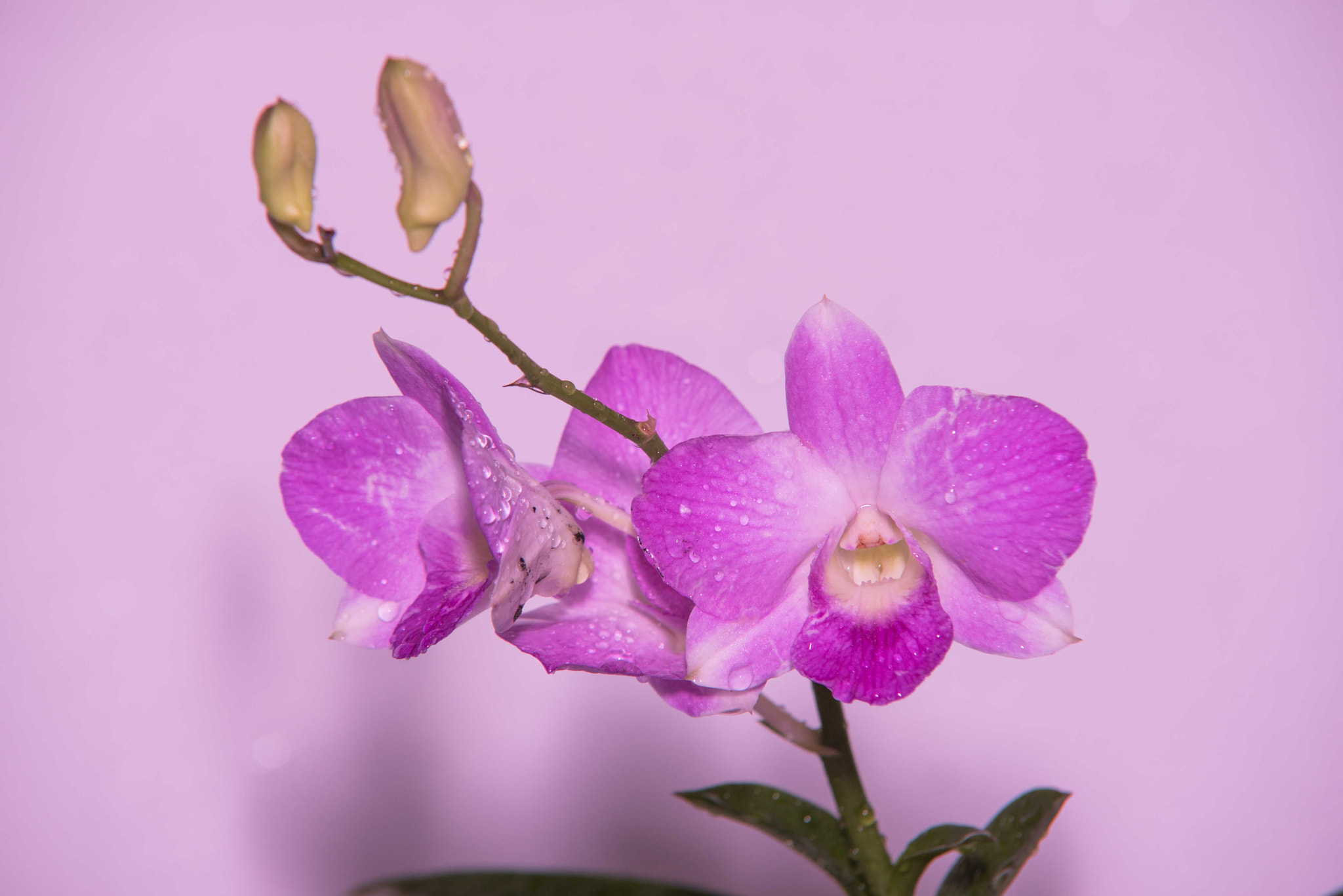 Sigma 70-200mm F2.8 EX DG Macro HSM II sample photo. Orchids photography