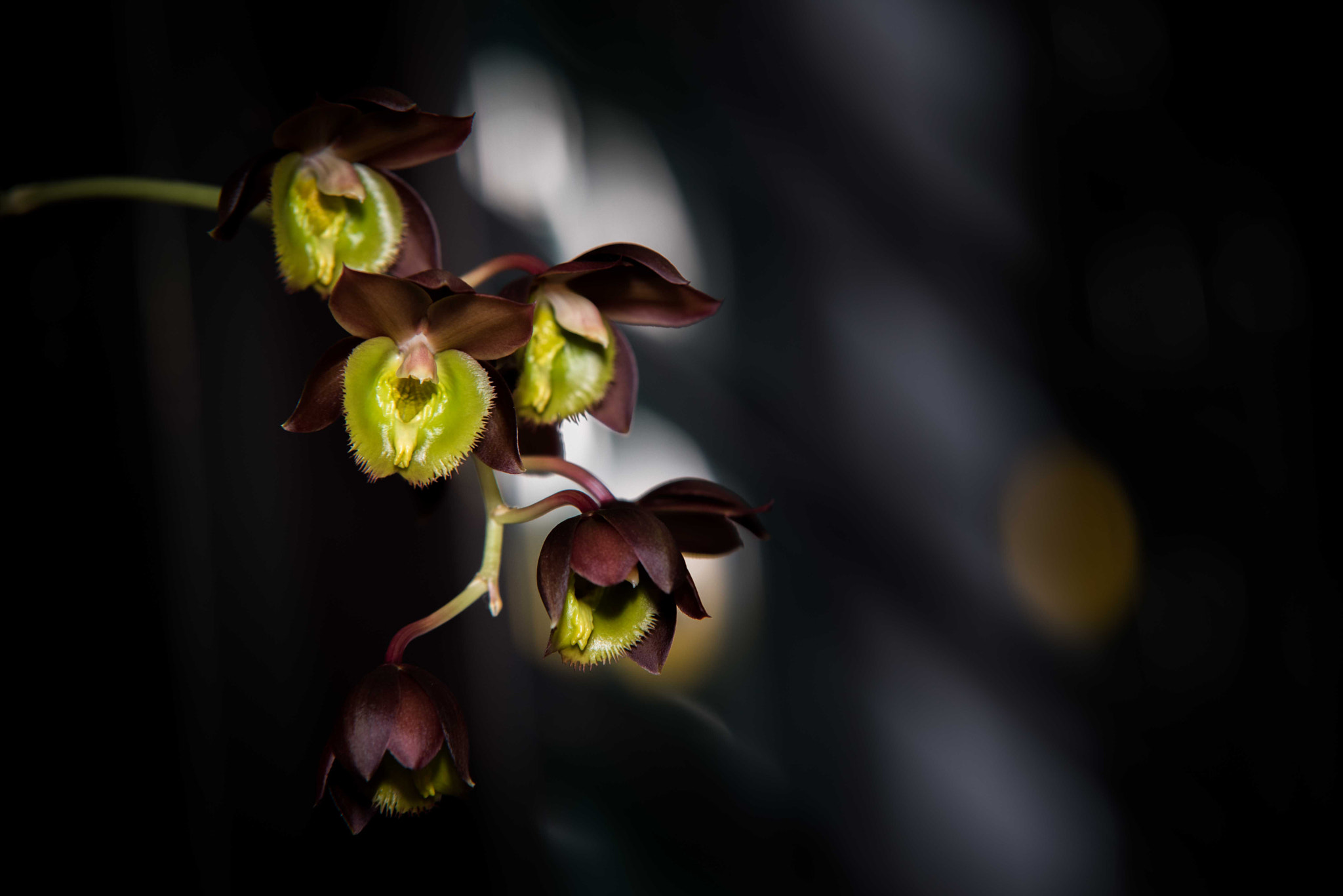 Sigma 70-200mm F2.8 EX DG Macro HSM II sample photo. Orchids photography