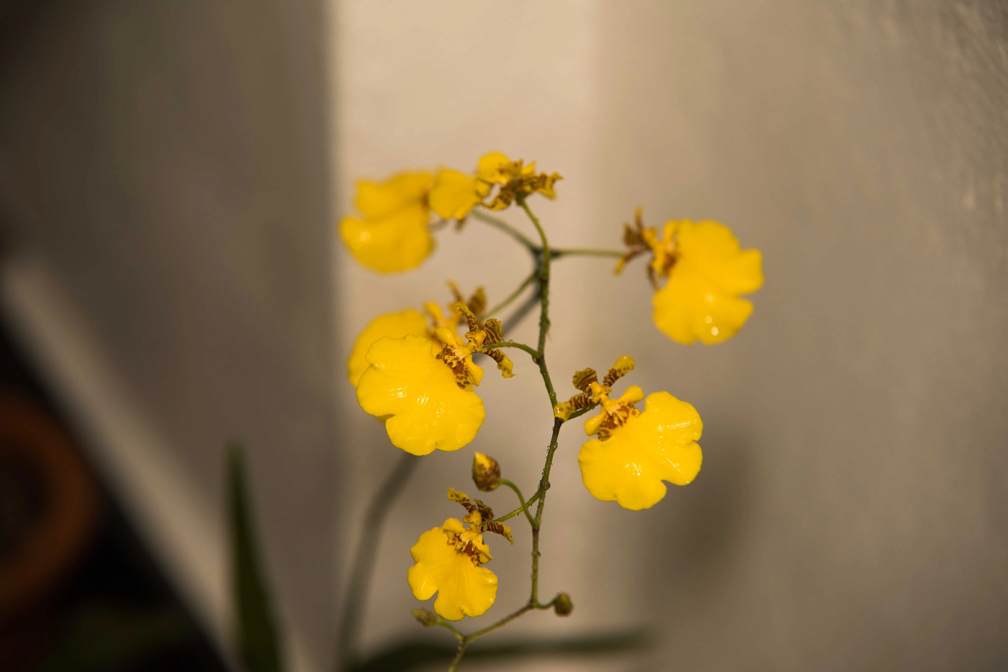 Sigma 70-200mm F2.8 EX DG Macro HSM II sample photo. Orchids photography