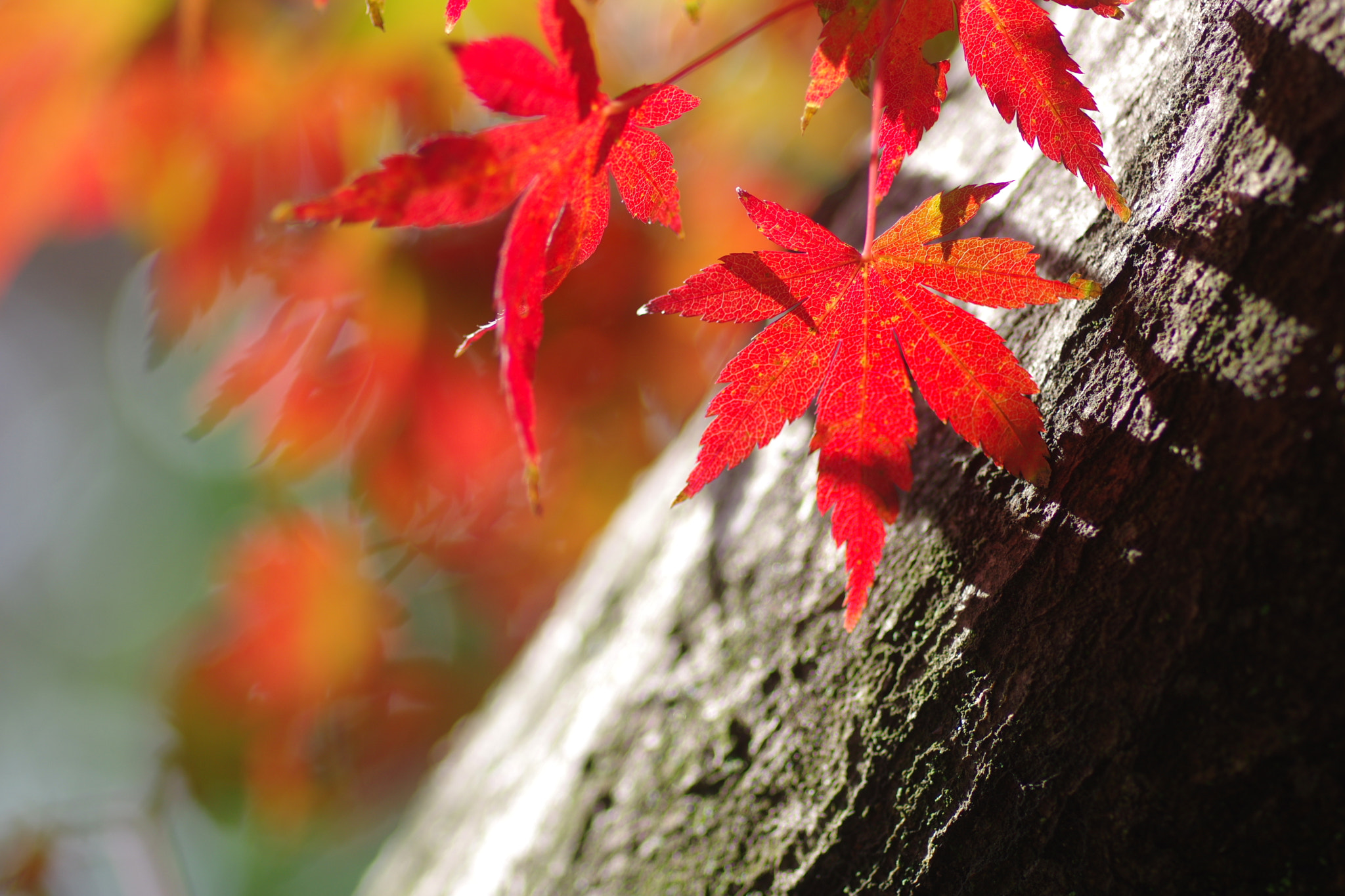 Pentax smc D-FA 100mm F2.8 Macro WR sample photo. Momizi photography