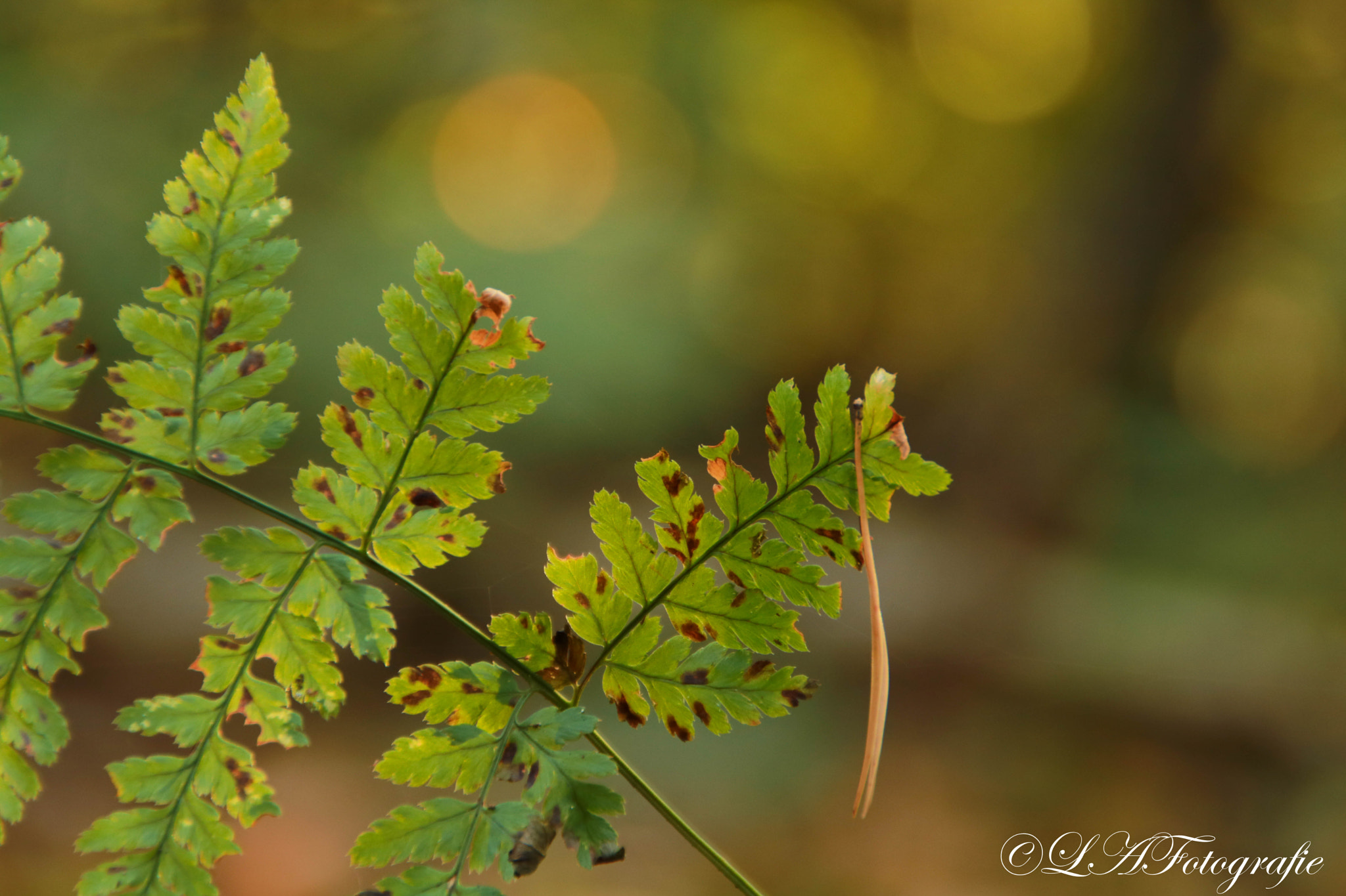 Canon EOS 760D (EOS Rebel T6s / EOS 8000D) sample photo. Leafs photography