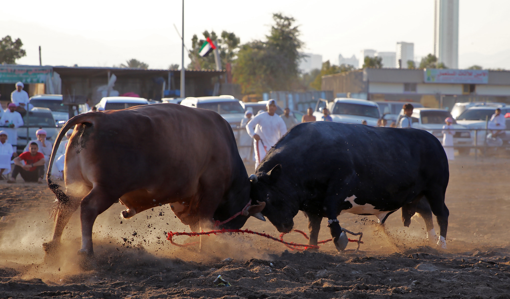 Canon EOS 750D (EOS Rebel T6i / EOS Kiss X8i) + Canon EF 24-70mm F2.8L II USM sample photo. Bull fighting photography