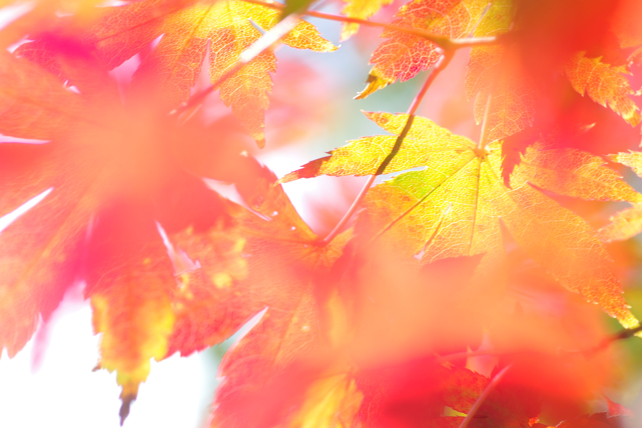 Pentax smc D-FA 100mm F2.8 Macro WR sample photo. Momozi photography
