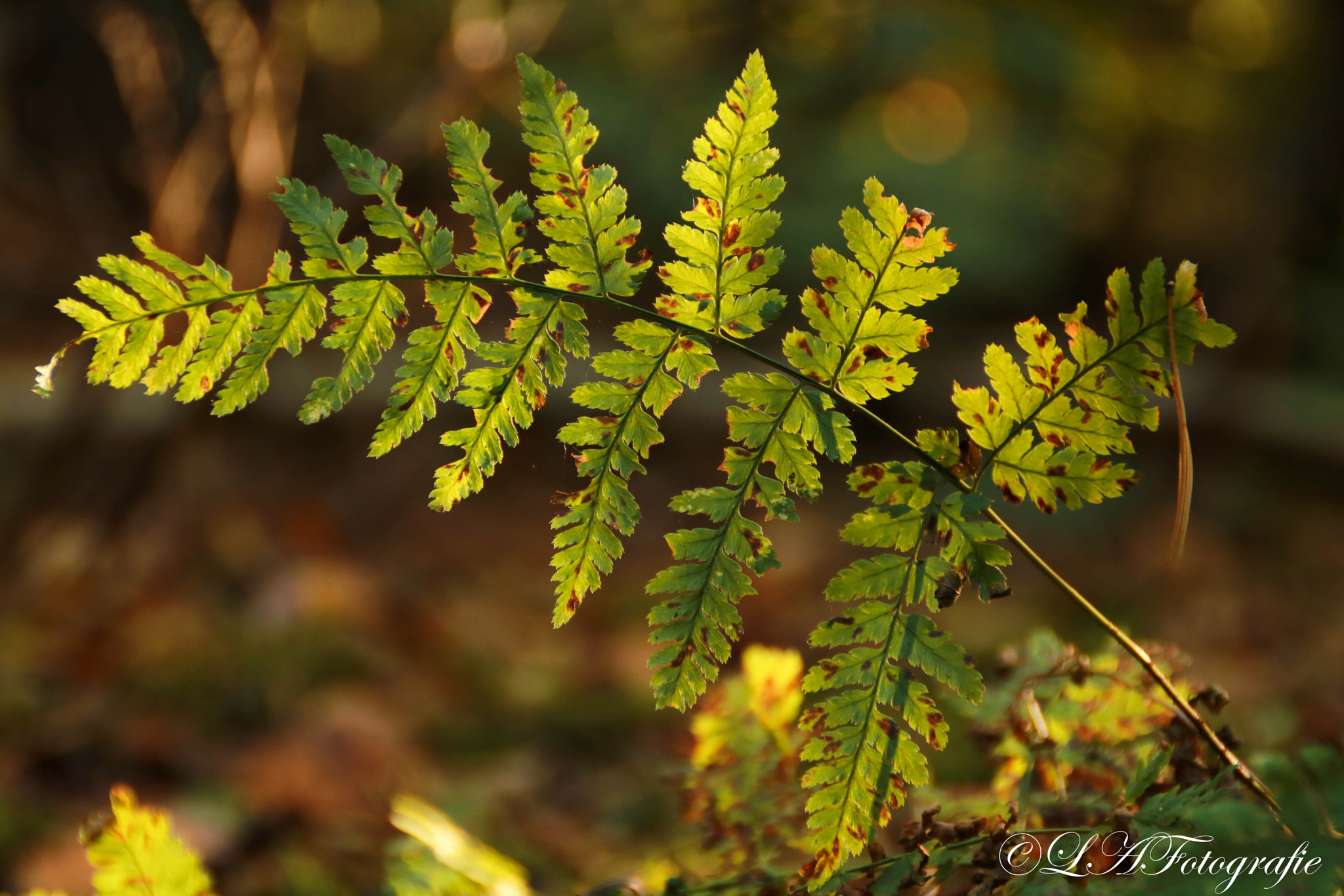 Canon EOS 760D (EOS Rebel T6s / EOS 8000D) sample photo. Leafs photography