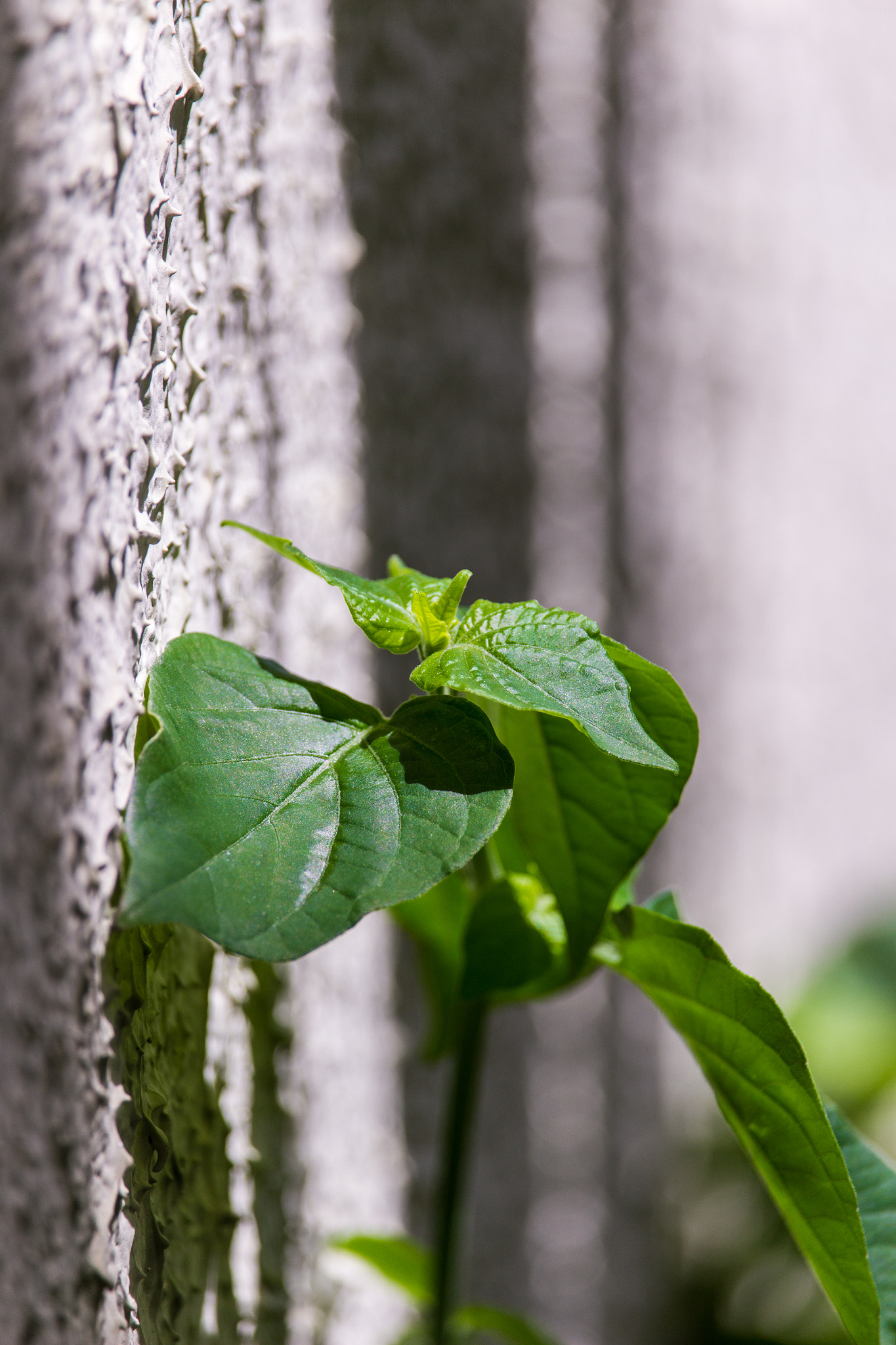 Canon EF-S 55-250mm F4-5.6 IS STM sample photo. Plant photography