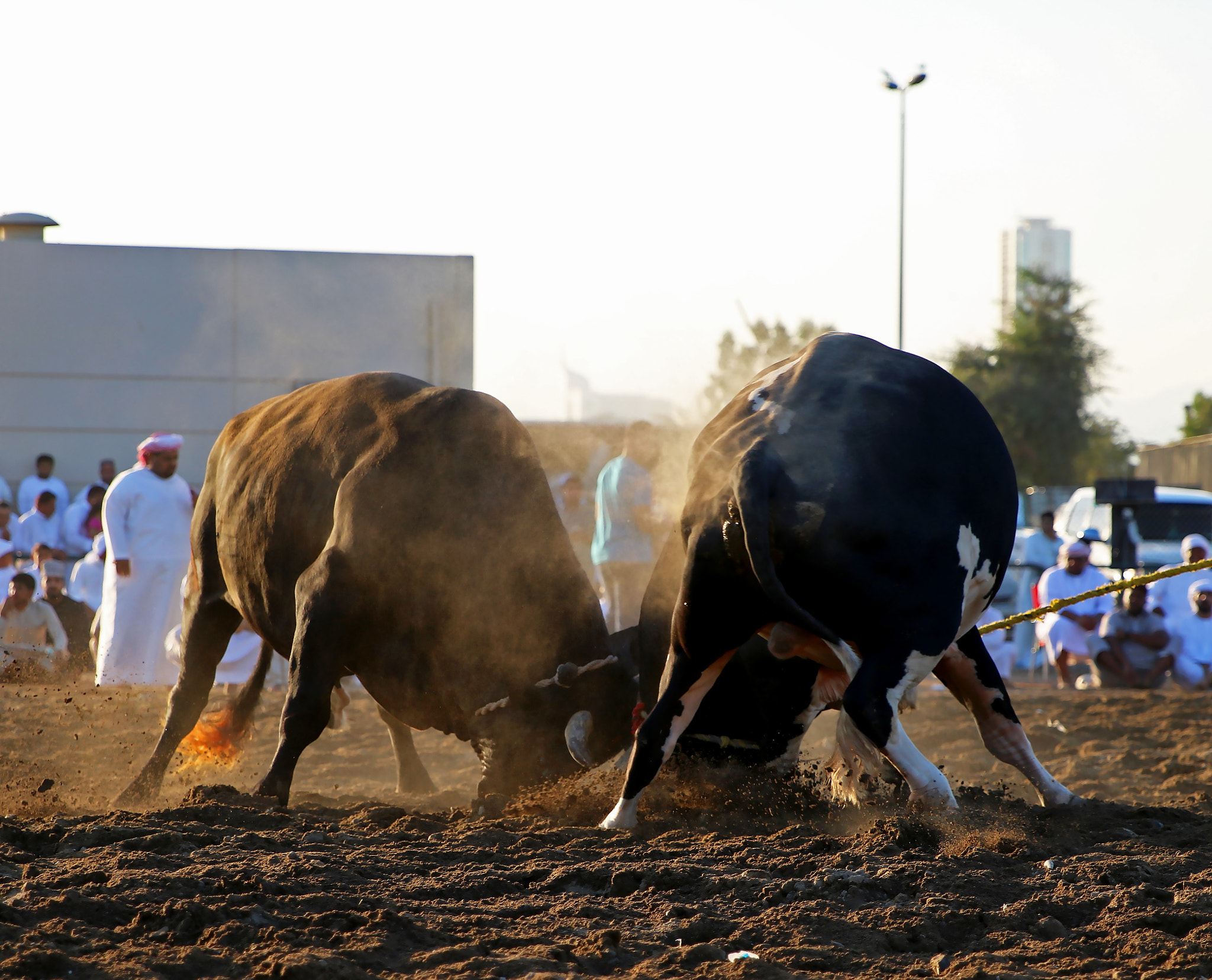 Canon EOS 750D (EOS Rebel T6i / EOS Kiss X8i) sample photo. Bull photography