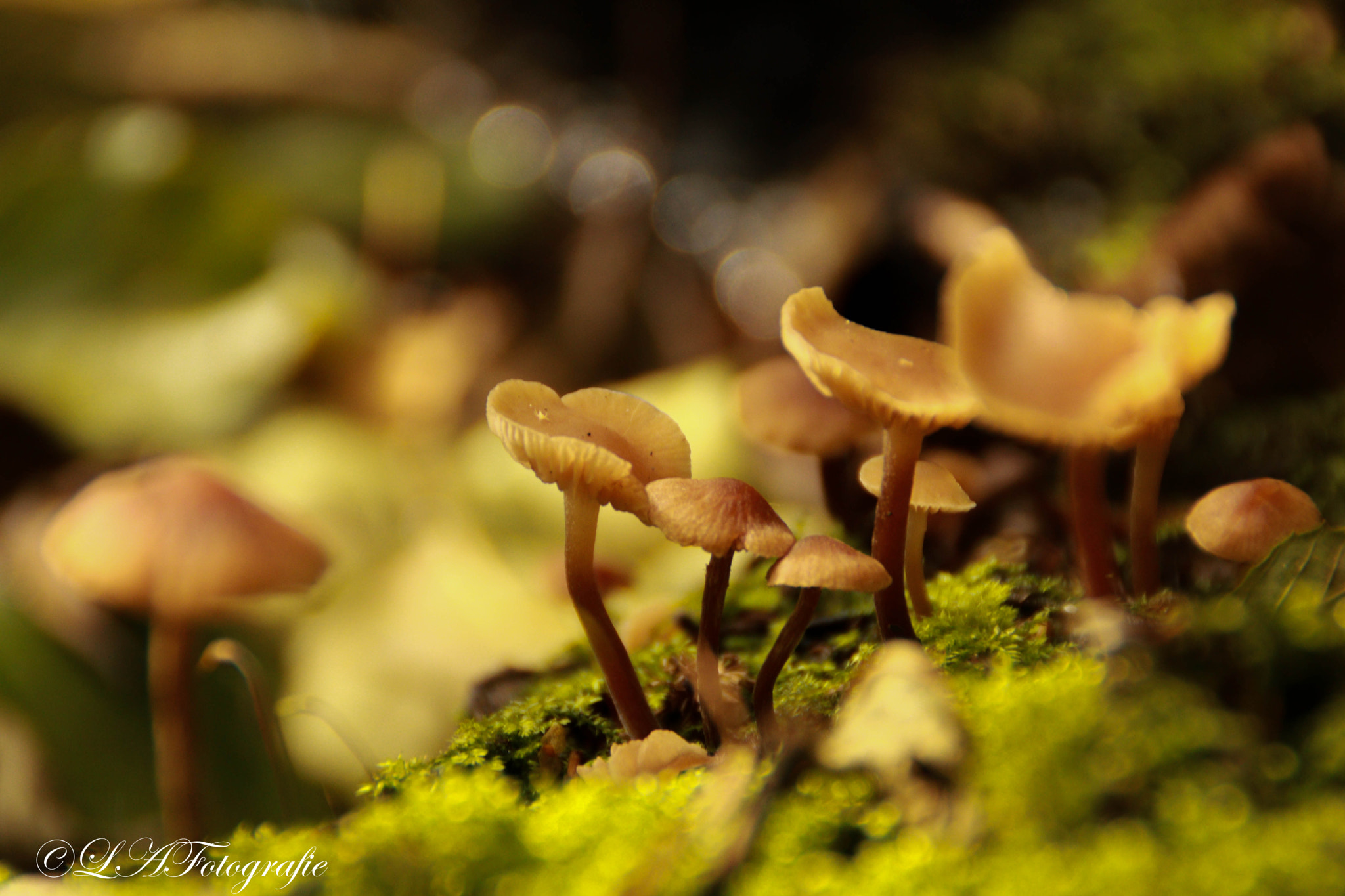 Canon EOS 760D (EOS Rebel T6s / EOS 8000D) sample photo. Mushroom photography