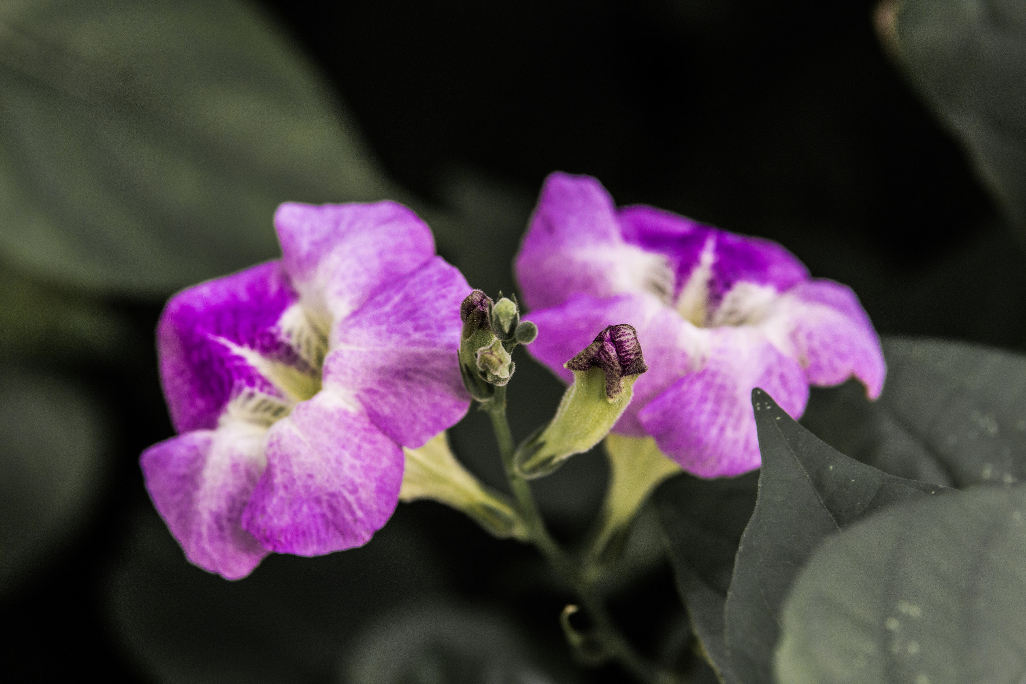 Canon EF-S 55-250mm F4-5.6 IS STM sample photo. Flowers photography