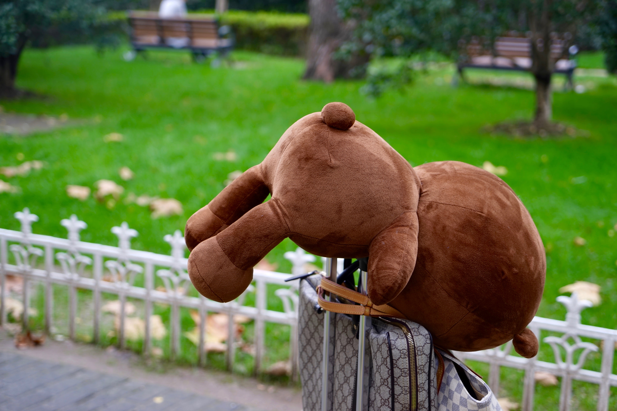 Sony a7R + Sony Vario Tessar T* FE 24-70mm F4 ZA OSS sample photo. Bear brown in fdu photography