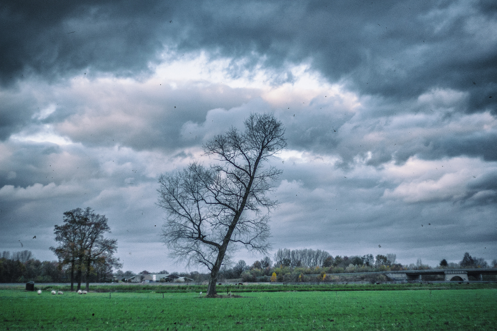 Canon EOS 30D + Canon EF 50mm f/1.8 sample photo. Storm tree photography
