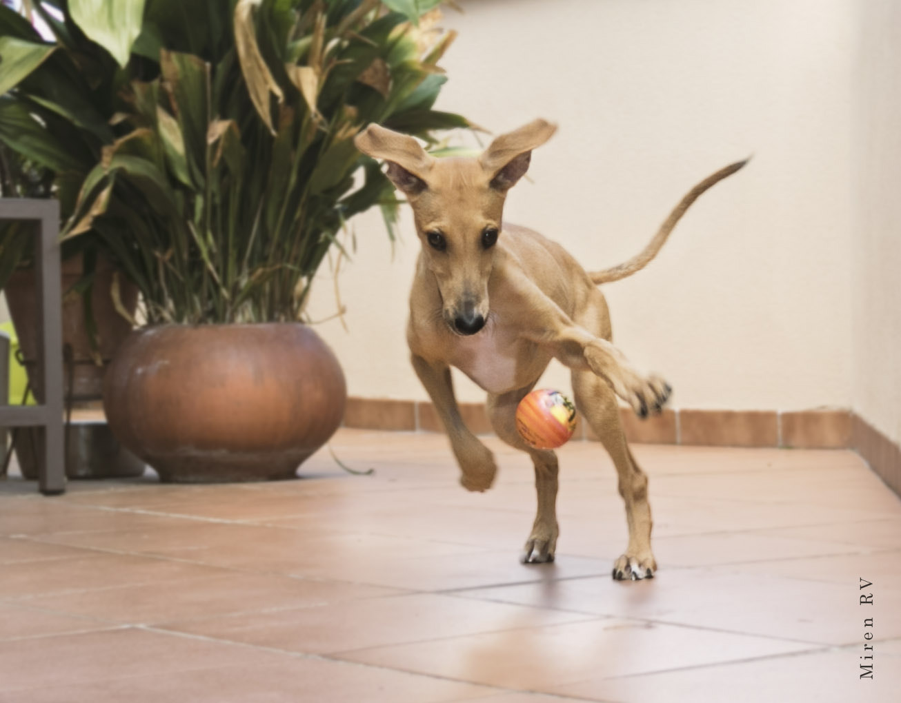 Canon EF-S 18-55mm F3.5-5.6 II sample photo. Playing puppy photography