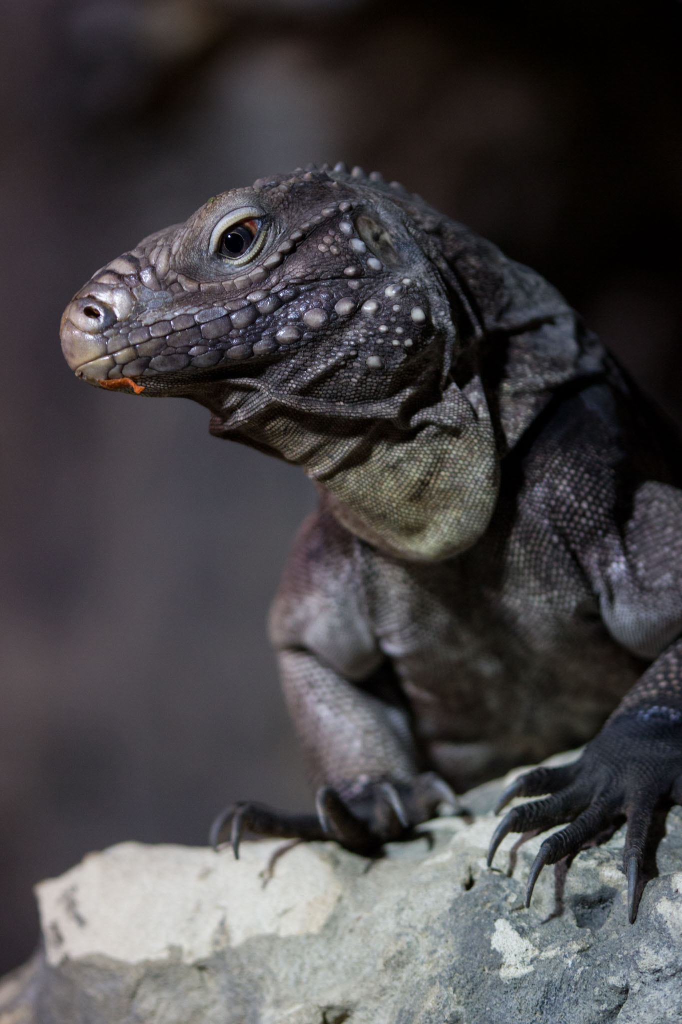 Tamron SP AF 180mm F3.5 Di LD (IF) Macro sample photo. Cuban rock iguana photography