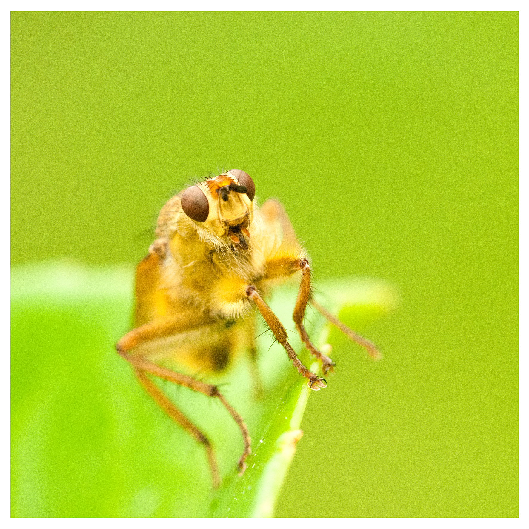 Sigma 105mm F2.8 EX DG Macro sample photo. Vlieg photography