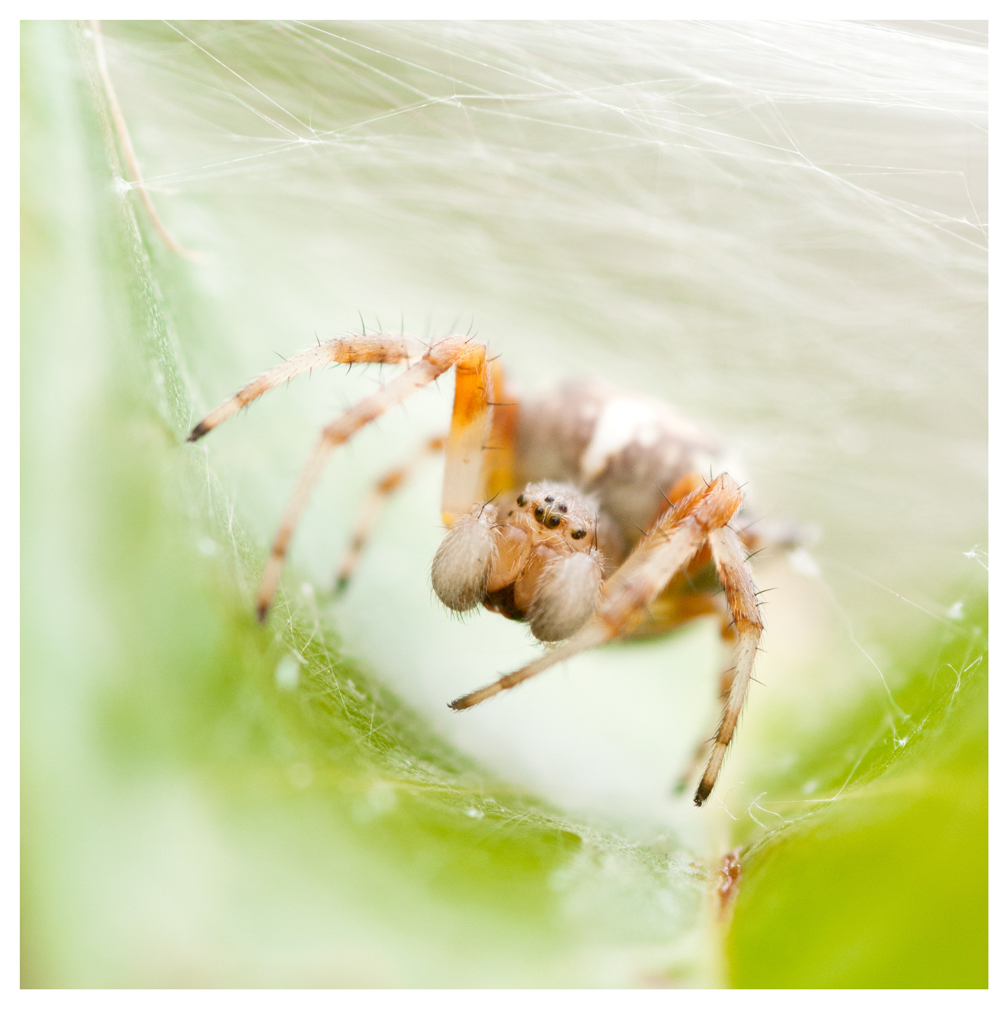 Nikon D300 + Sigma 105mm F2.8 EX DG Macro sample photo. Spider photography