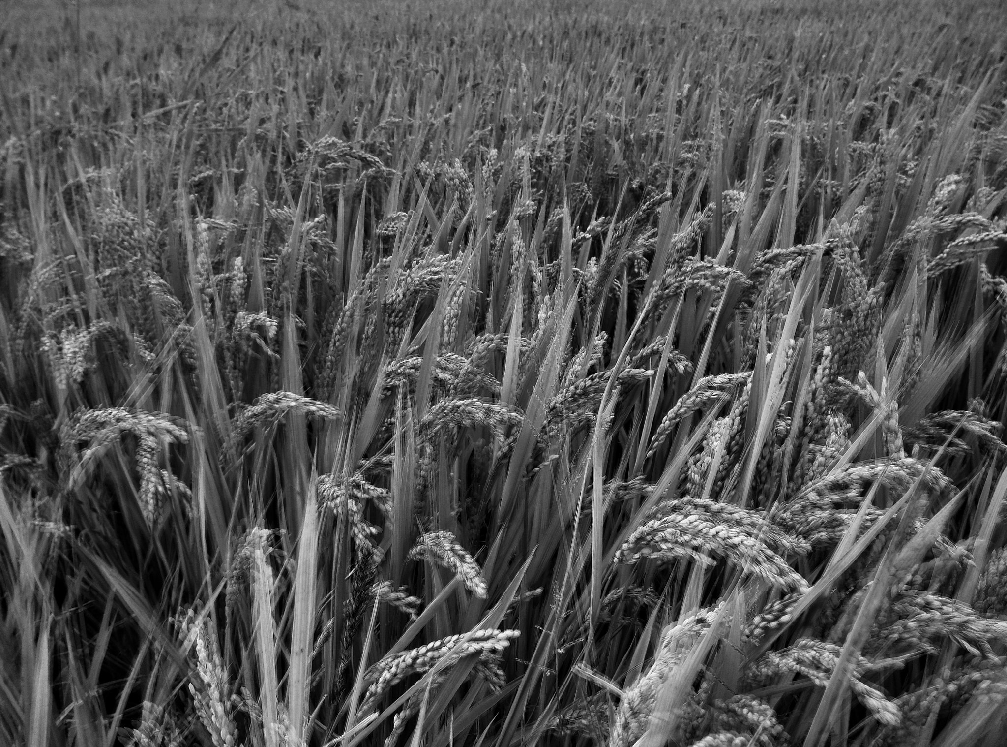 Xiaomi MI3 sample photo. Harvest photography