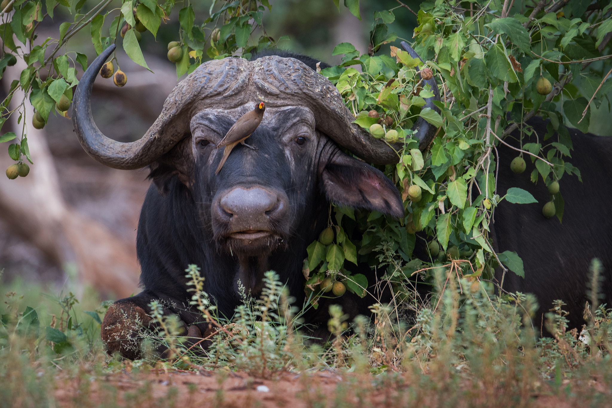 Canon EF 500mm F4L IS II USM sample photo. Sitting bull photography