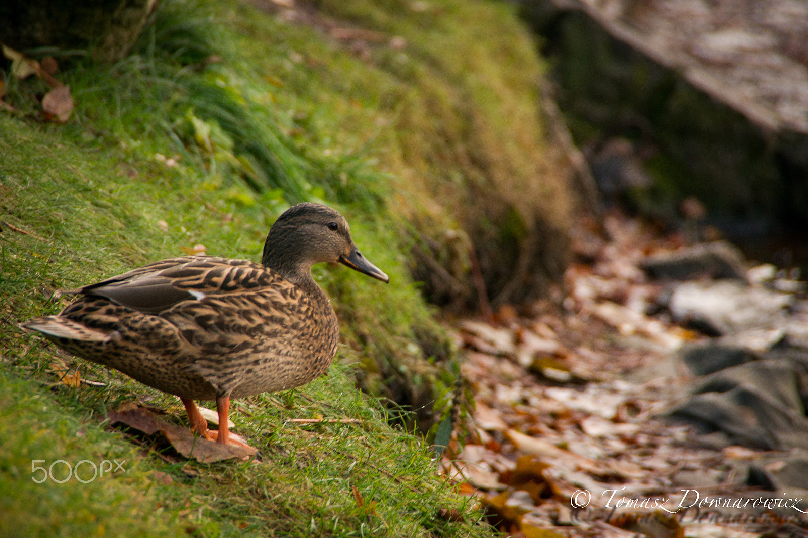 Sony Alpha DSLR-A550 sample photo. Duck photography