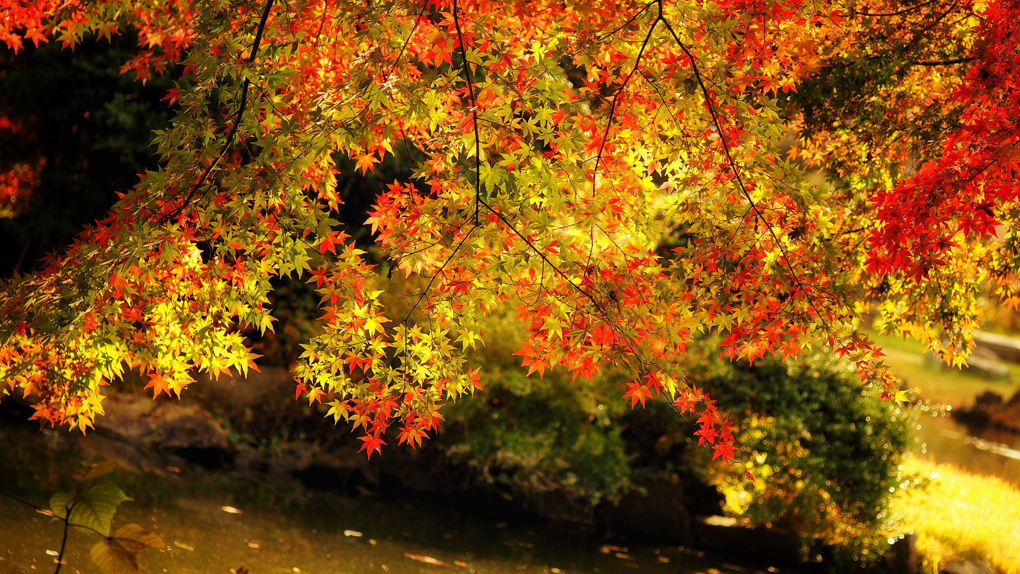 Olympus PEN E-PL7 sample photo. Waterside japanese maple photography
