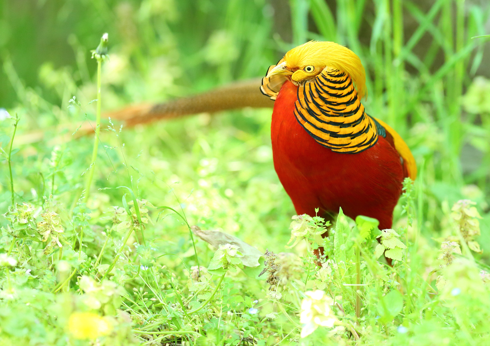 Canon EF 400mm F2.8L IS II USM sample photo. キンケイ 周り- photography