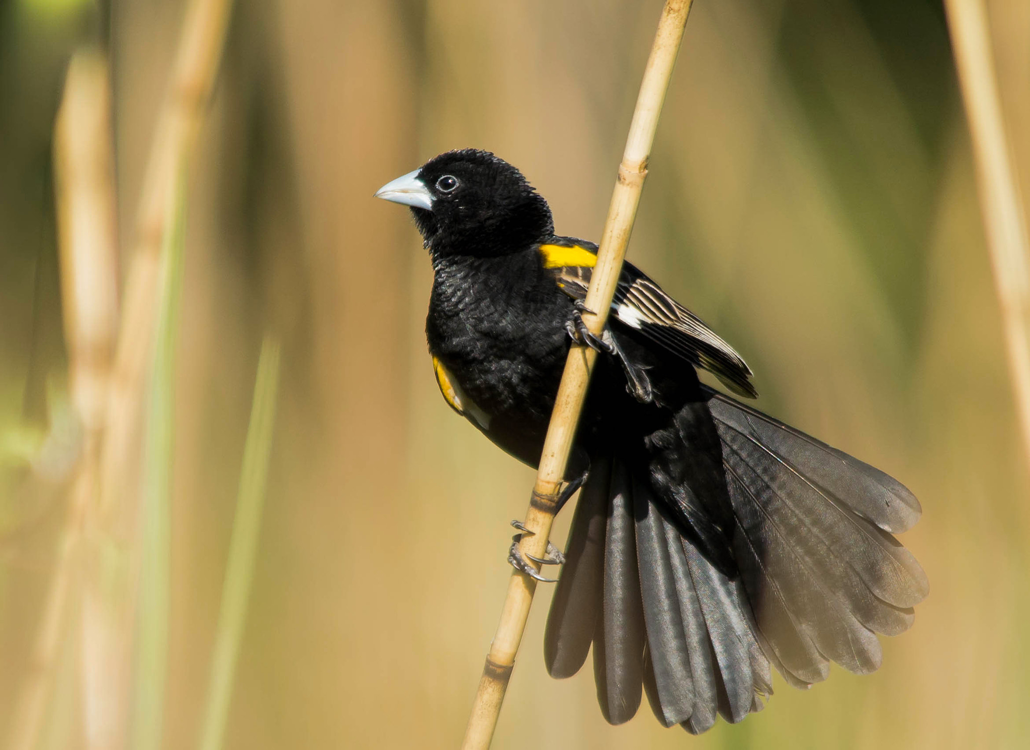 Sigma 150-500mm F5-6.3 DG OS HSM sample photo. Whitewinged widow photography