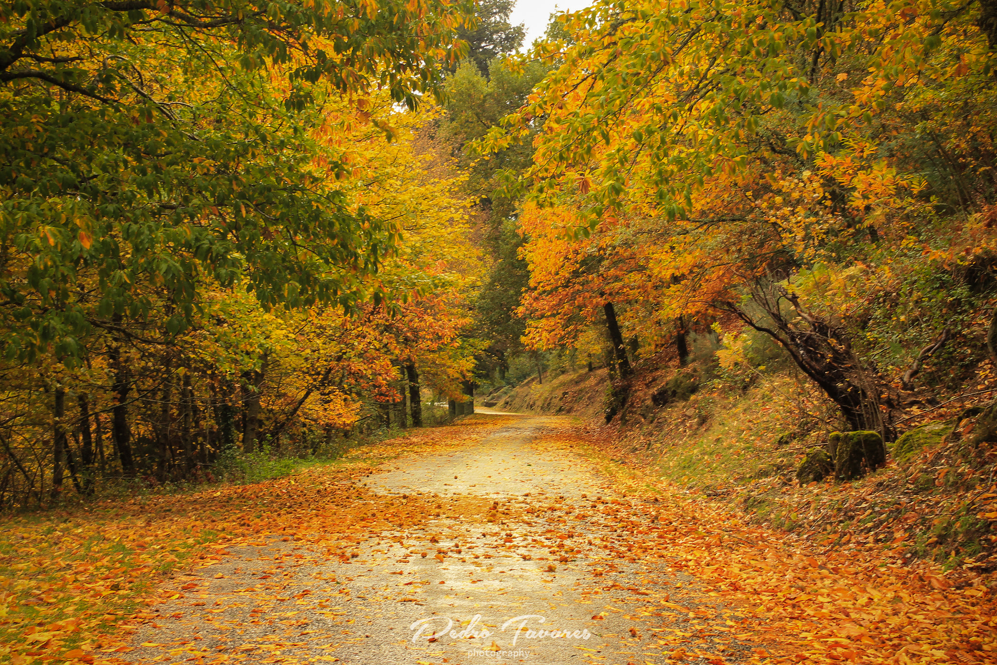 Canon EF 35-80mm f/4-5.6 sample photo. The mountain covered by the autumn colors. photography