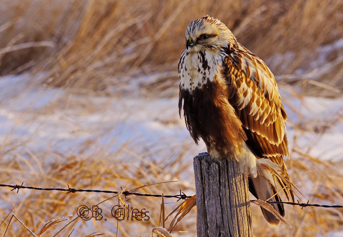 Sigma 150-500mm F5-6.3 DG OS HSM sample photo. Chilly morning rough-leg photography