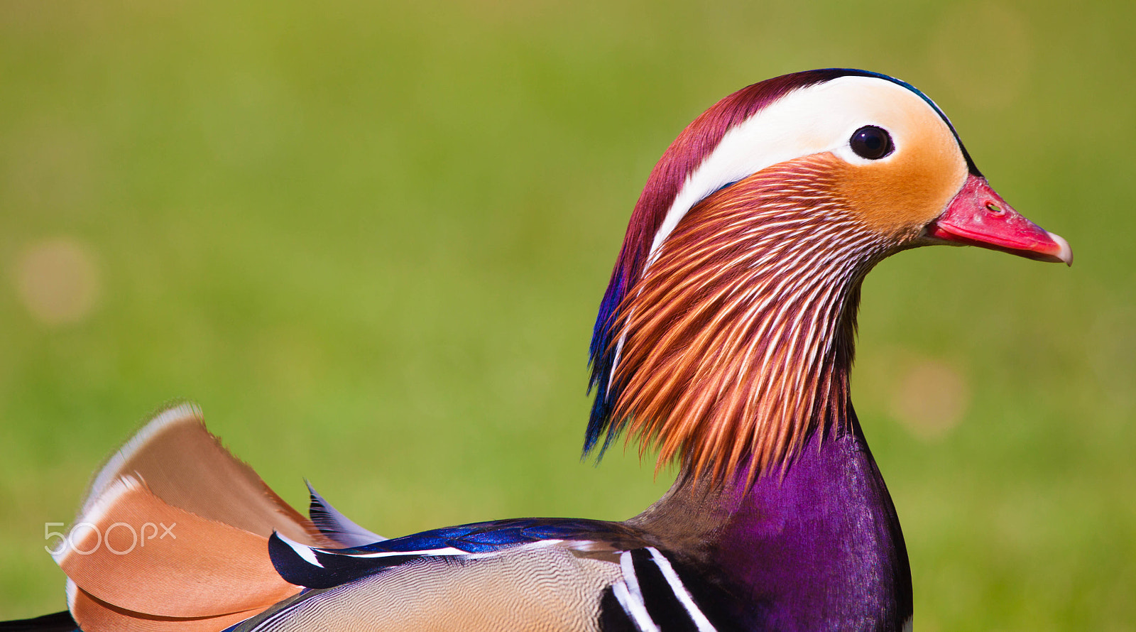 Canon EOS 50D sample photo. Male mandarin duck profile on the grass photography