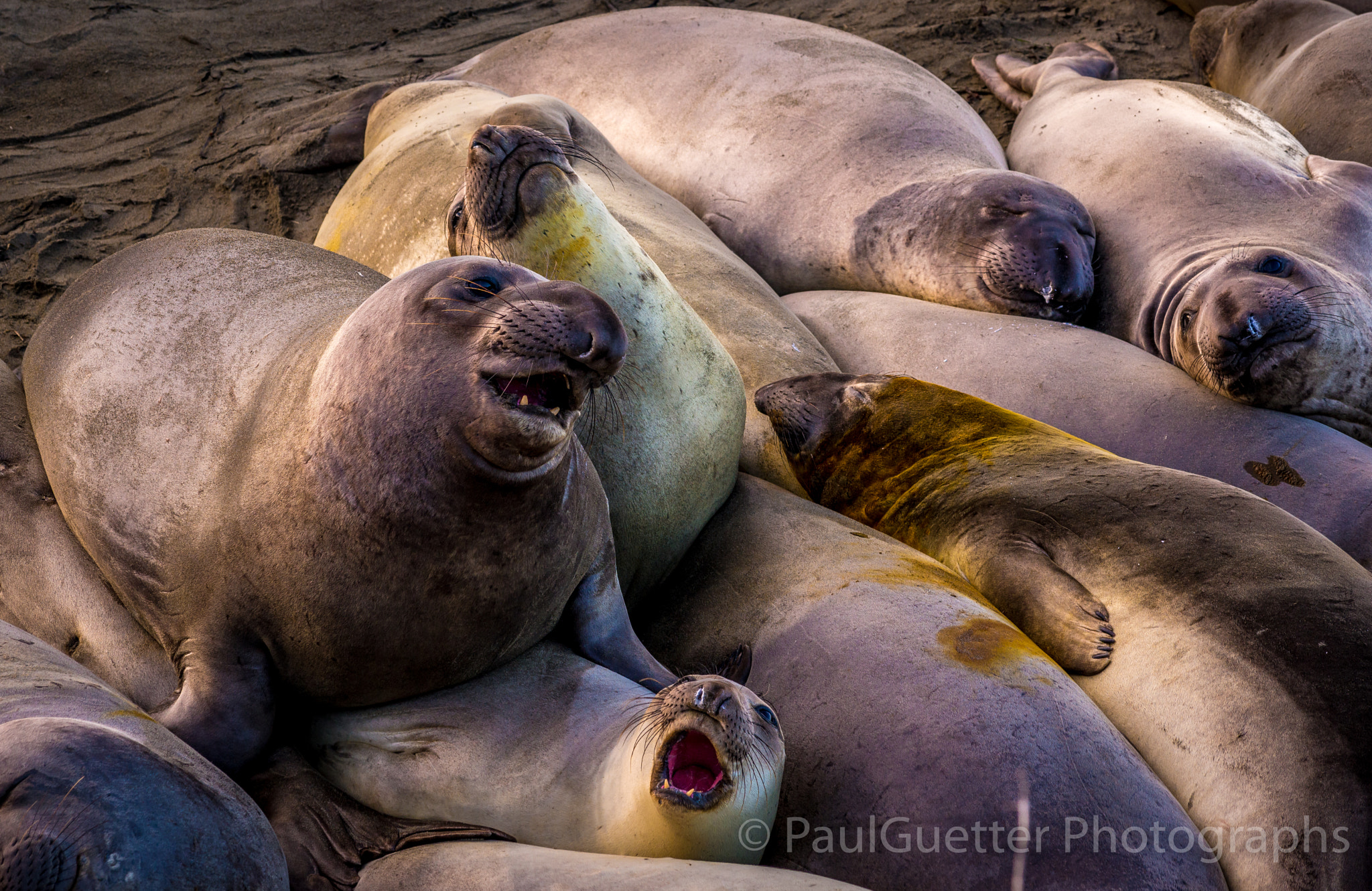 Nikon AF-Nikkor 80-200mm F2.8D ED sample photo. Elephant seals on cali coast photography