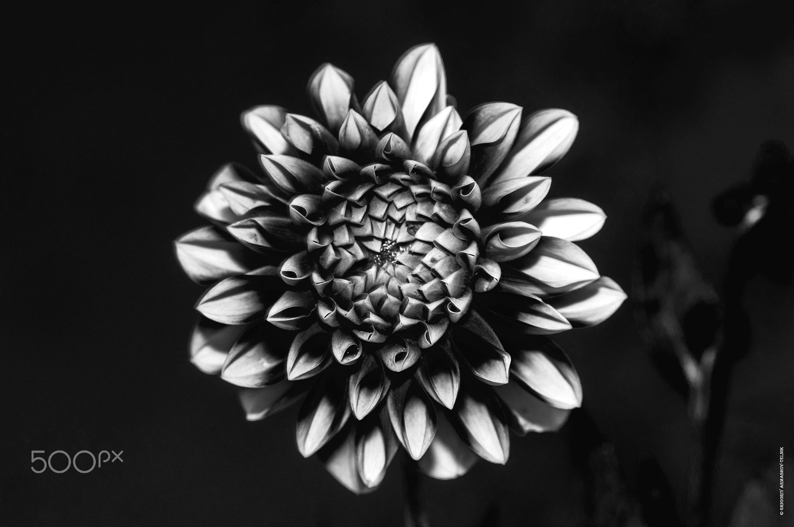 Sigma 105mm F2.8 EX DG OS HSM sample photo. Dahlia photography