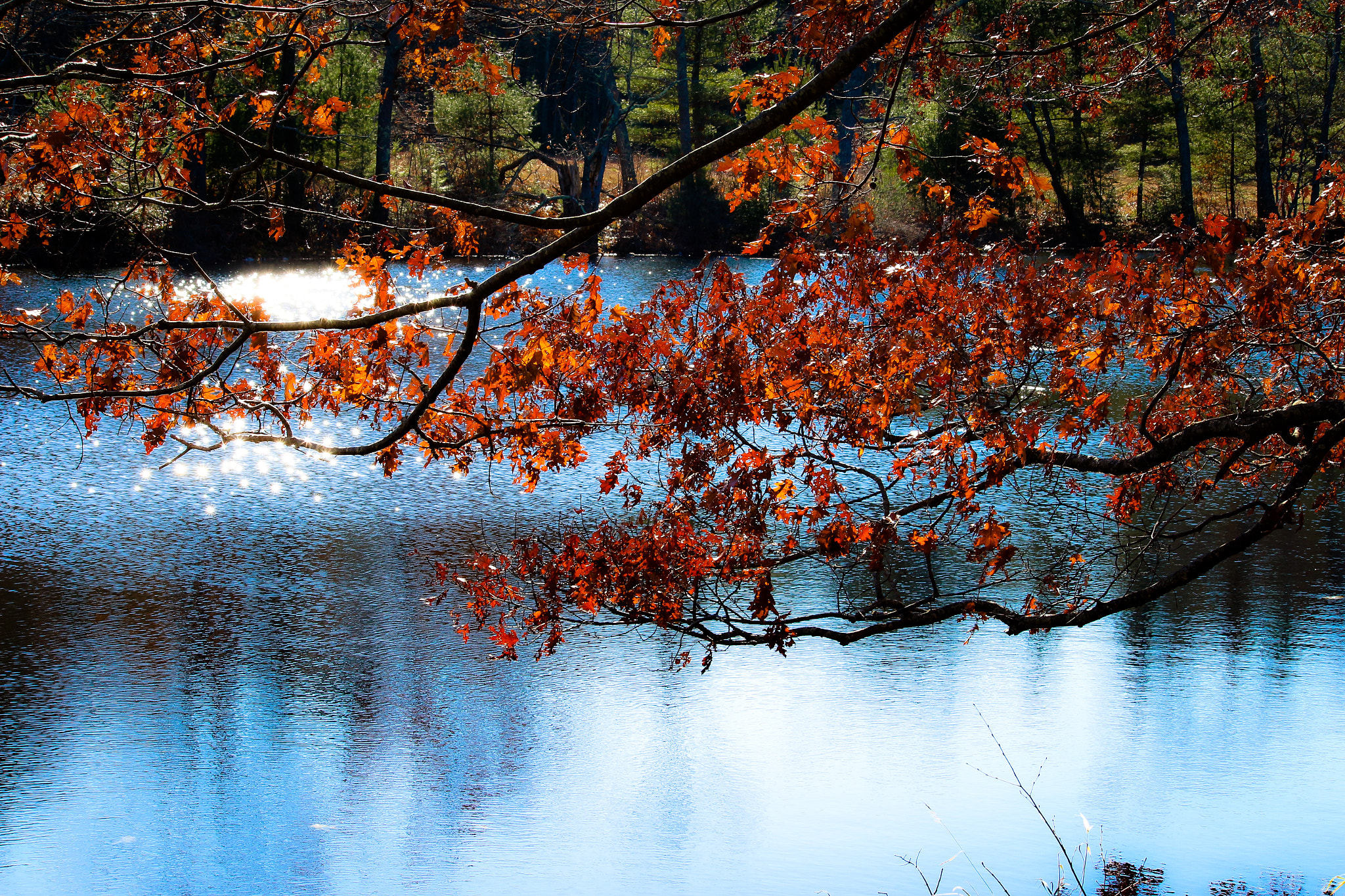 Canon EF-S 55-250mm F4-5.6 IS II sample photo. Cape elizabeth pond photography