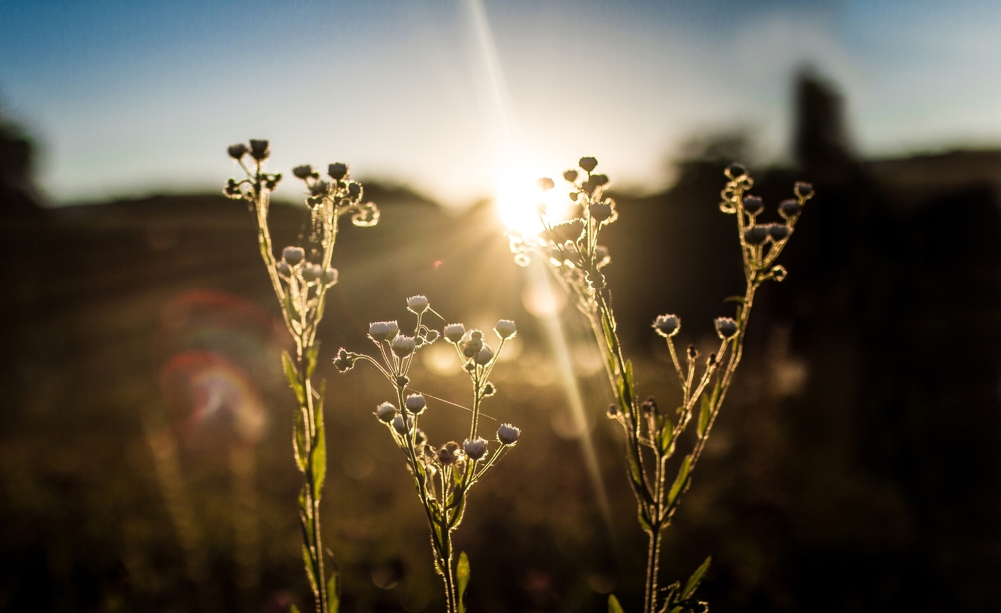 Canon EOS 7D + ZEISS Distagon T* 35mm F1.4 sample photo. Sunset on wild flower photography