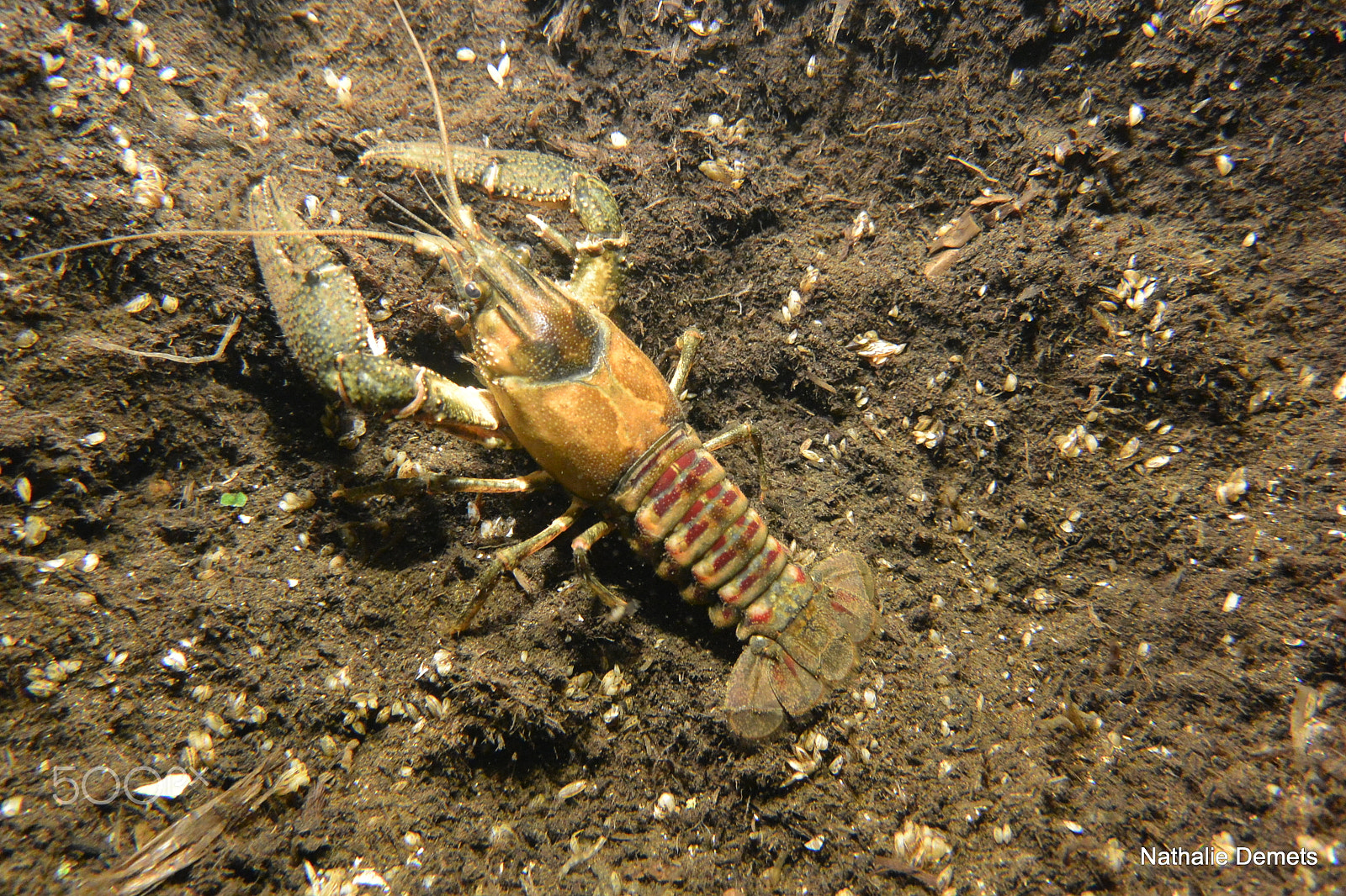 Nikon 1 J3 sample photo. Lobster 2 photography