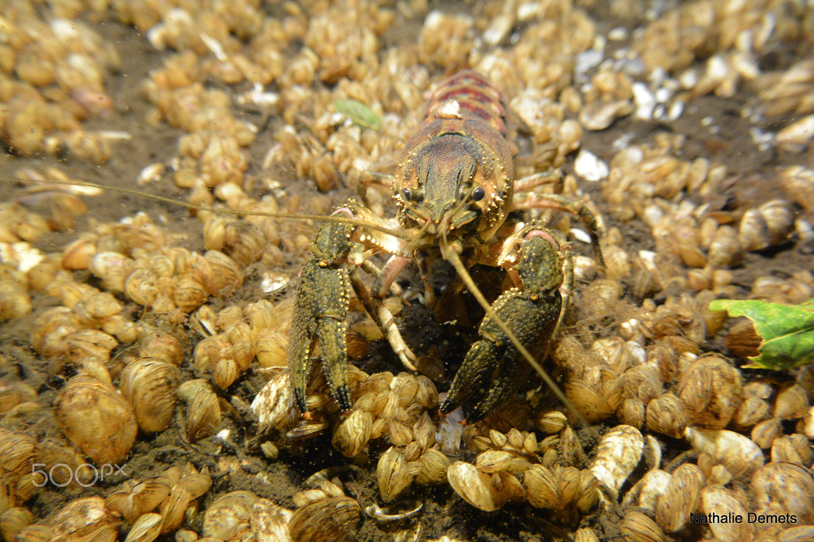 Nikon 1 J3 sample photo. Lobster 1 photography