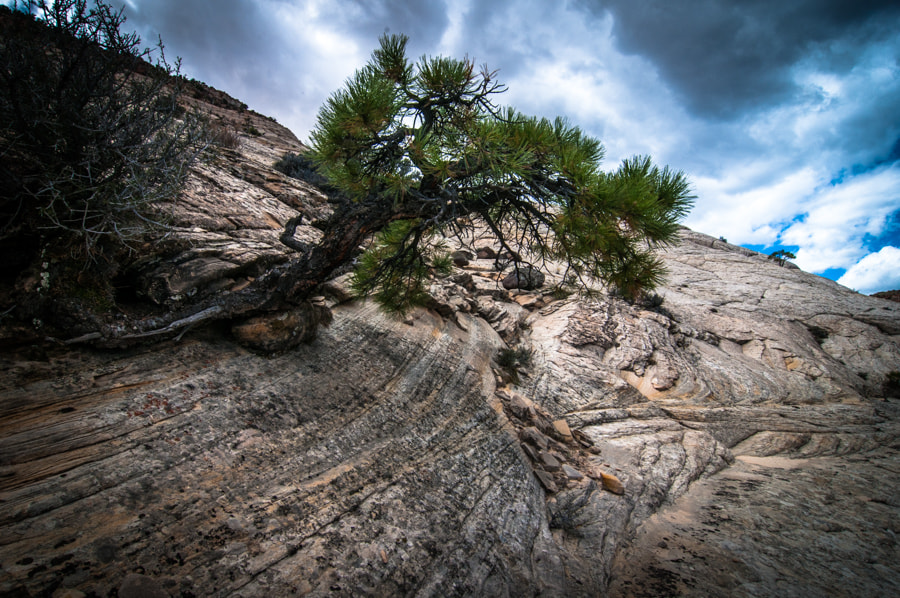 Tokina AT-X Pro 12-24mm F4 (IF) DX sample photo. Living with adversary photography