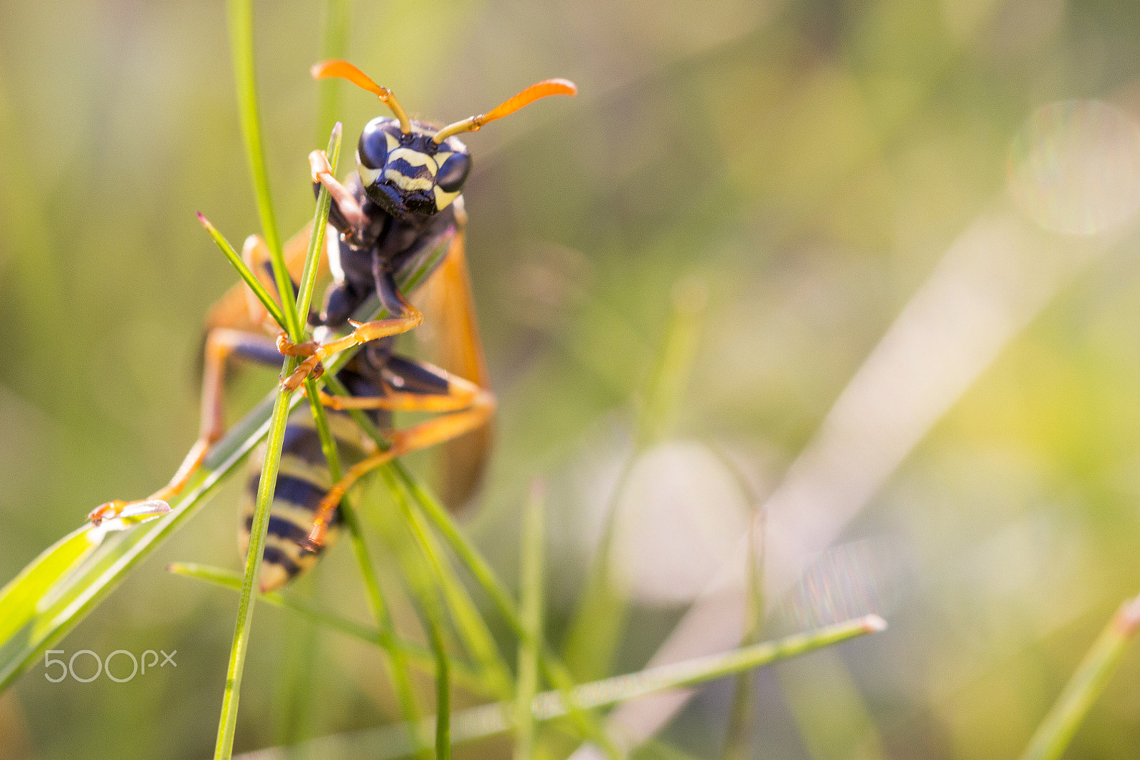 Sigma 105mm F2.8 EX DG OS HSM sample photo. Wasp photography