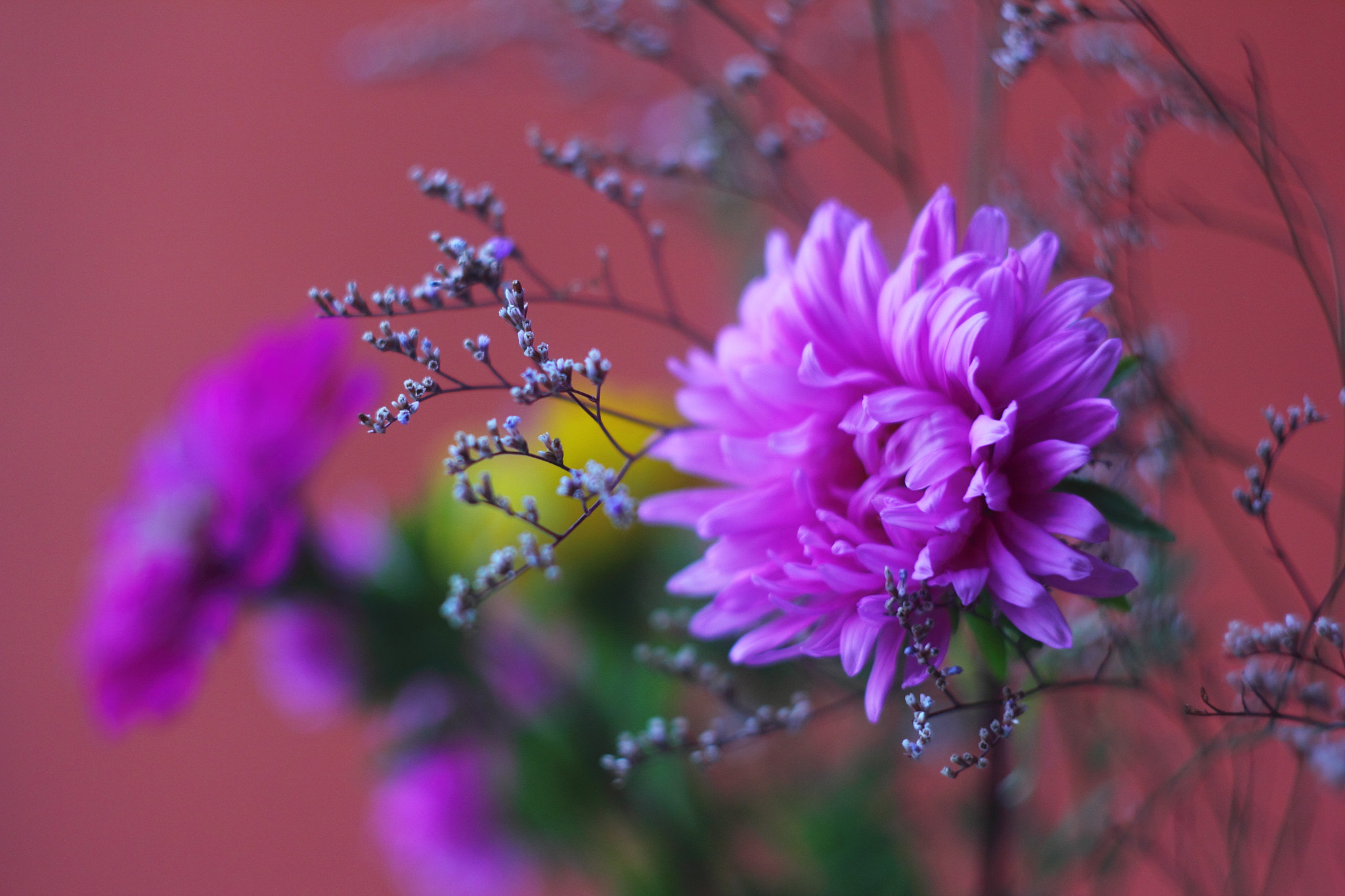 Canon EF 35-80mm f/4-5.6 sample photo. Pinky flower photography