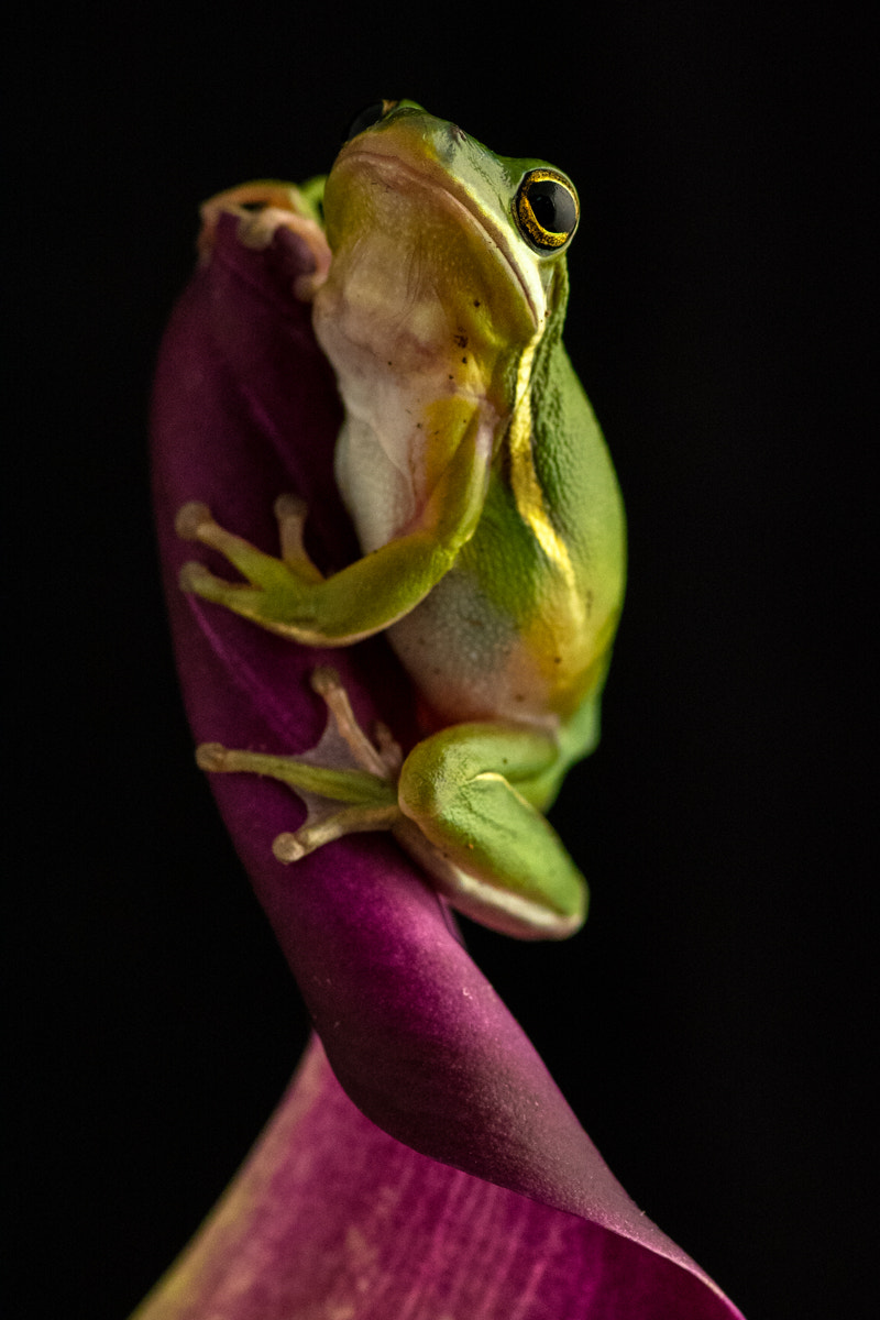 Tokina AT-X Pro 100mm F2.8 Macro sample photo. Just hanging around photography