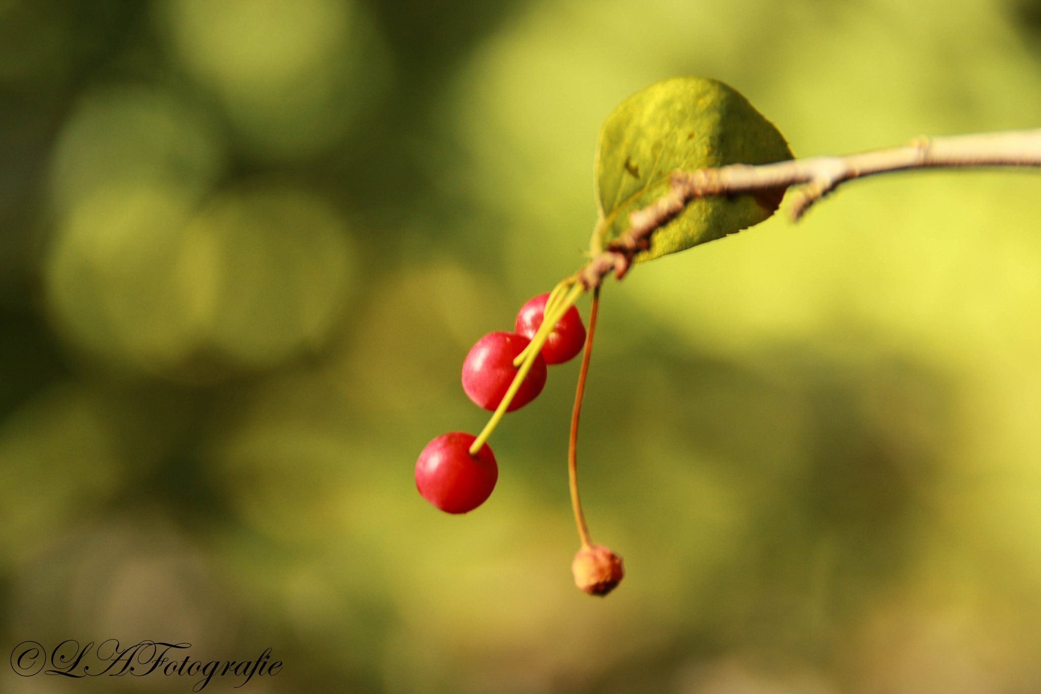 Canon EOS 760D (EOS Rebel T6s / EOS 8000D) sample photo. Bessen photography
