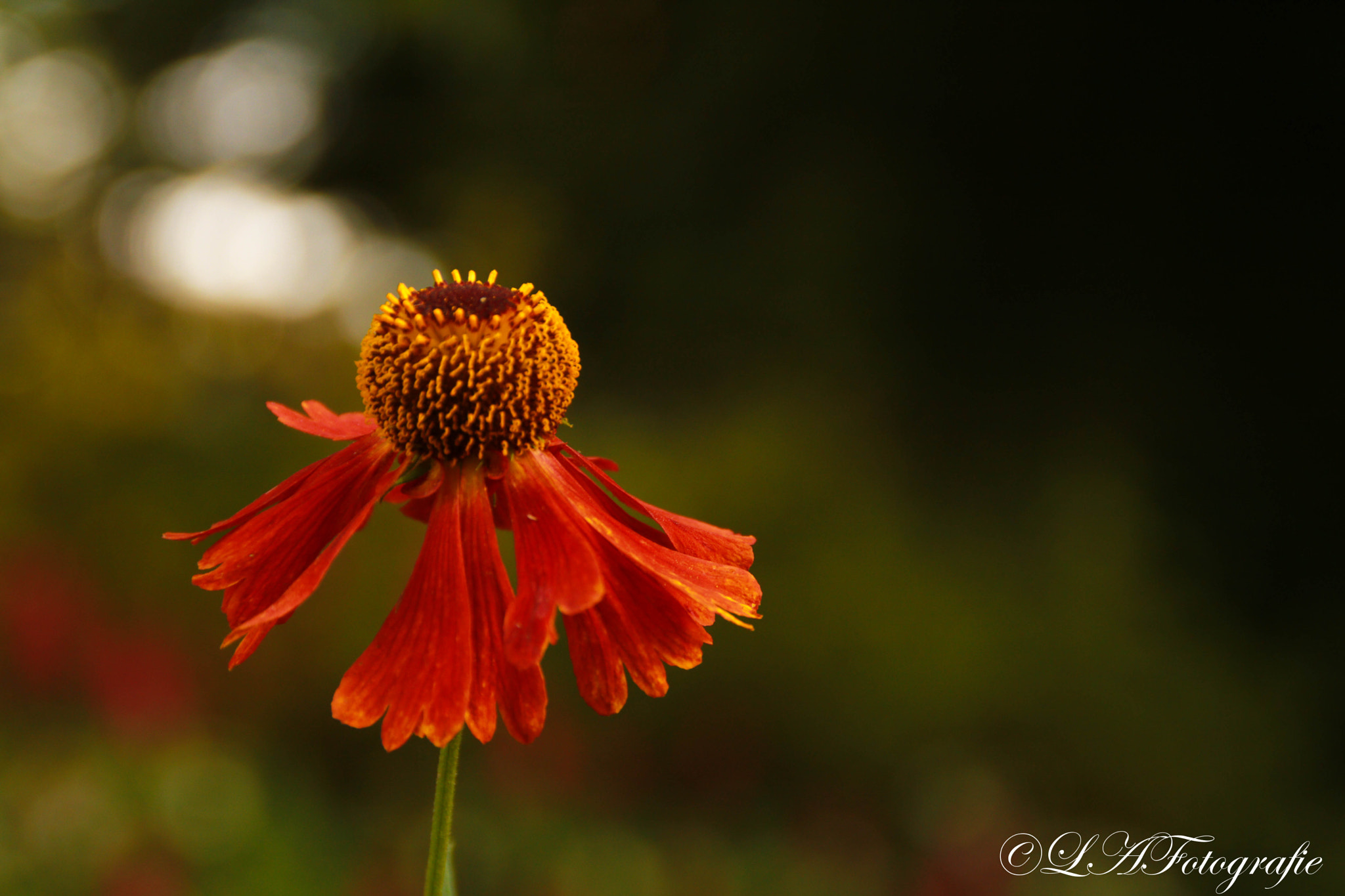 Canon EOS 760D (EOS Rebel T6s / EOS 8000D) sample photo. Autumn flower photography