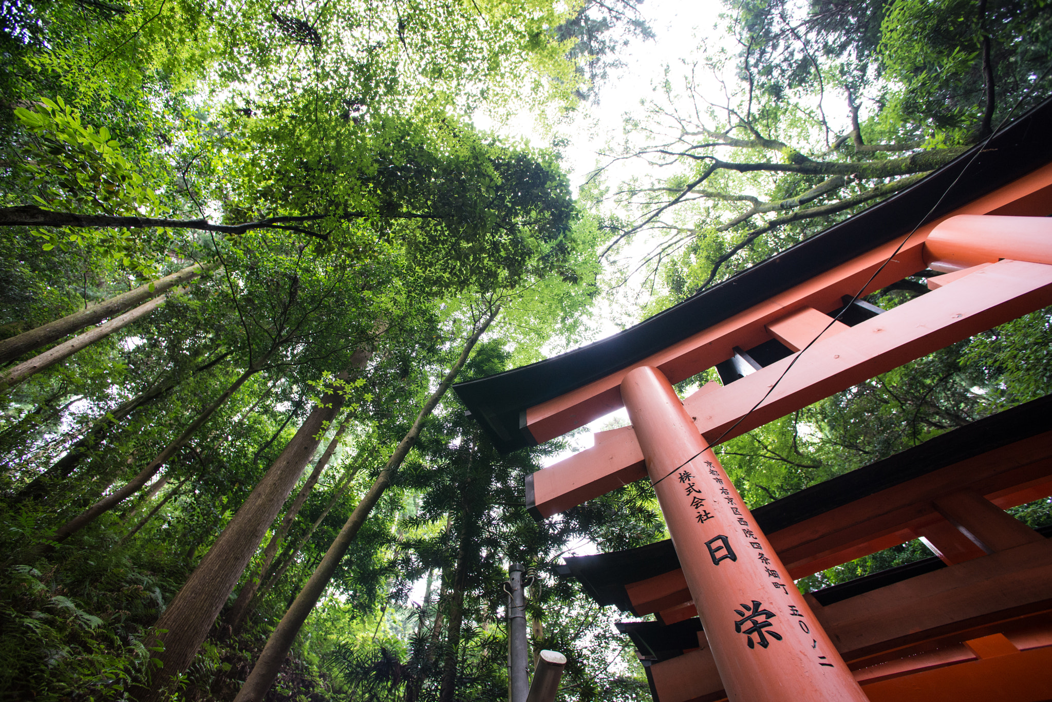 Nikon D600 + Nikon AF Nikkor 14mm F2.8D ED sample photo. Kyoto photography