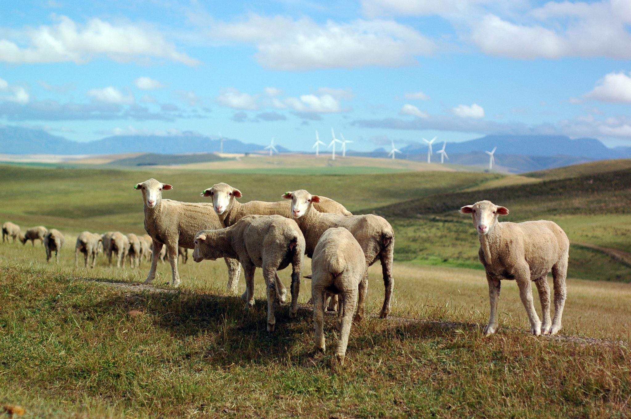 Nikon D70 + Nikon AF Nikkor 50mm F1.8D sample photo. Sheep on the farm photography