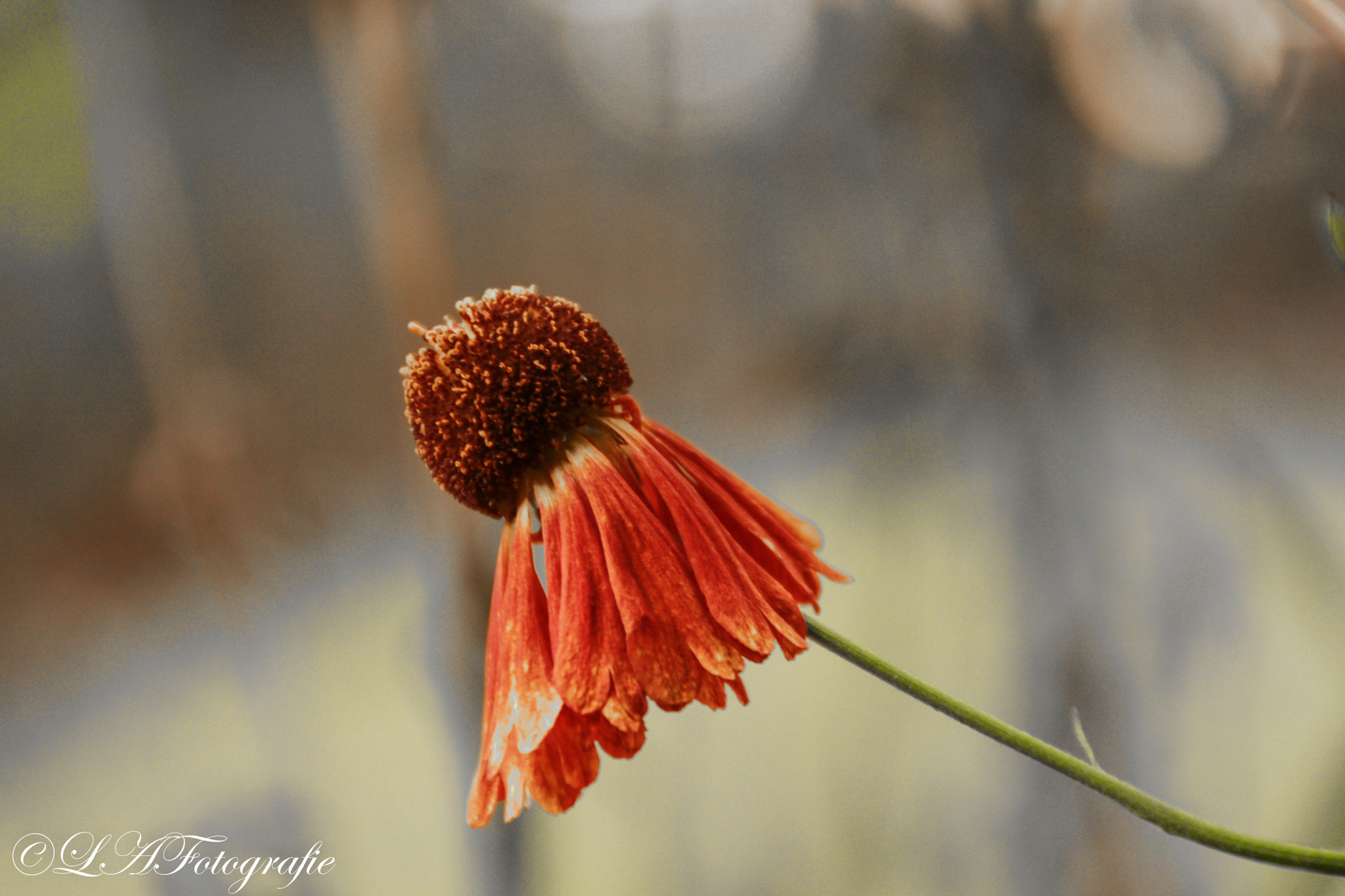 Canon EOS 760D (EOS Rebel T6s / EOS 8000D) sample photo. Autumn flower photography